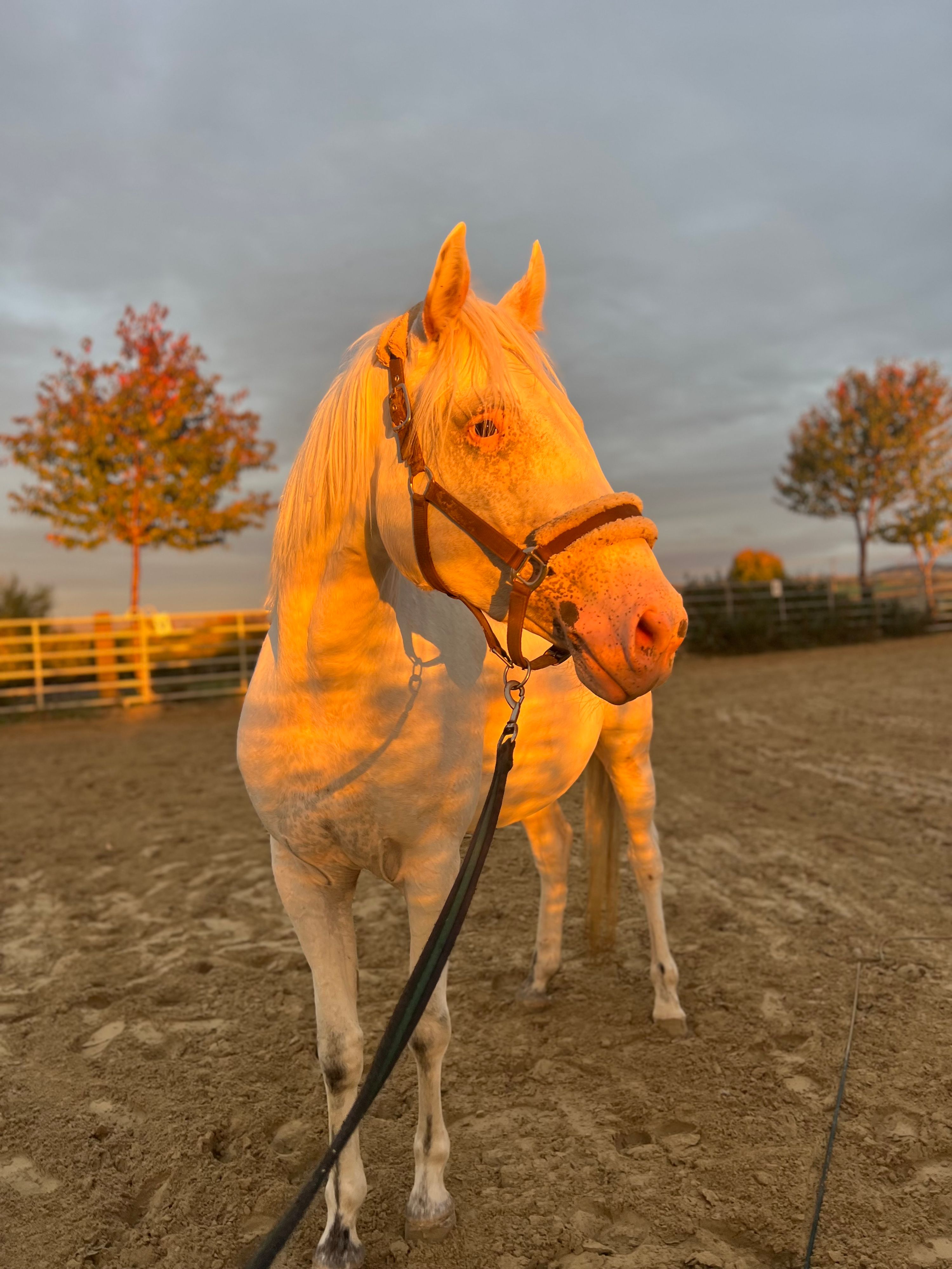 pools allrounder merrie 4 years old andere-kleur for sale - Photo 4