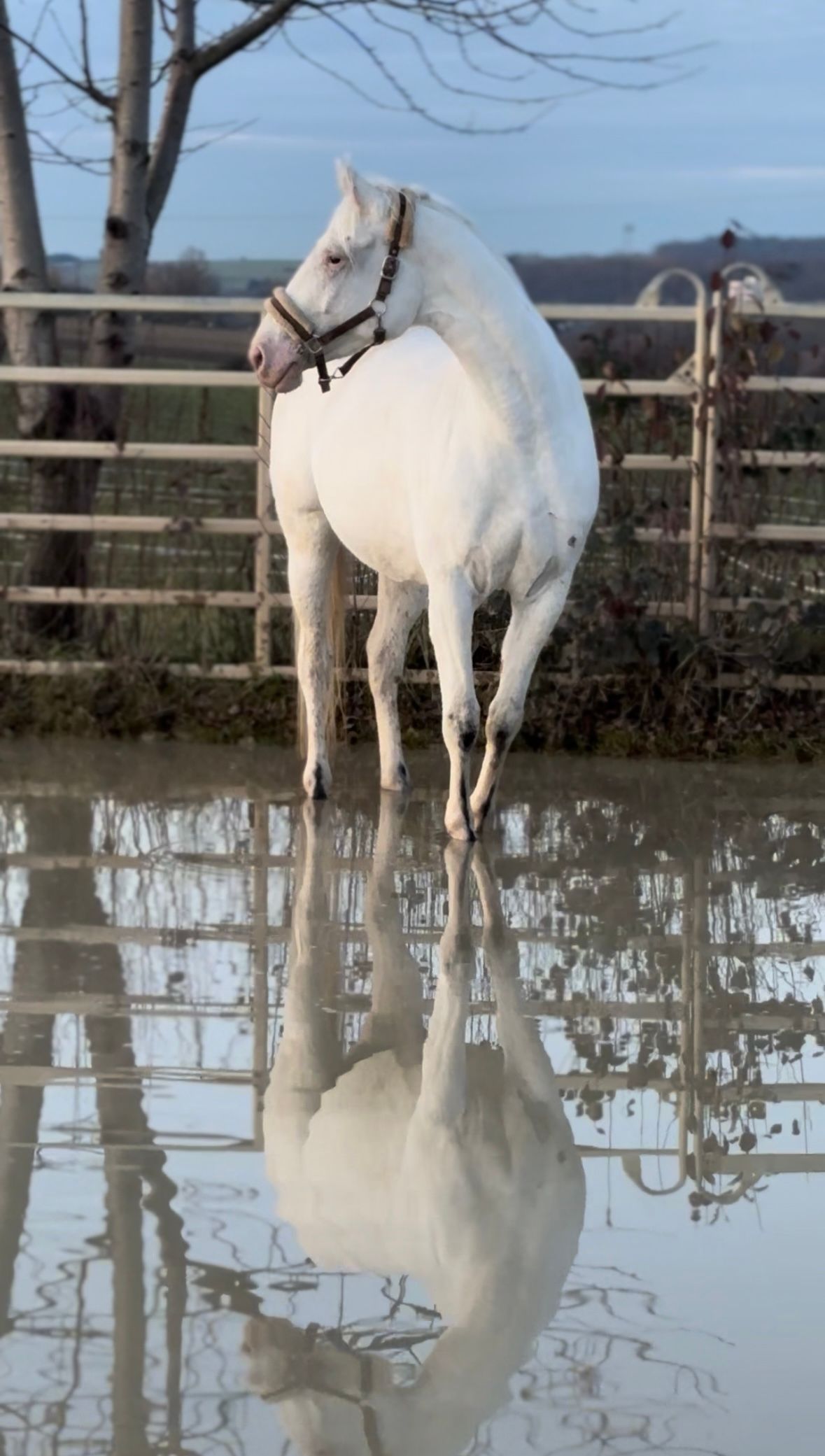 pools allrounder merrie 4 years old andere-kleur for sale - Photo 3