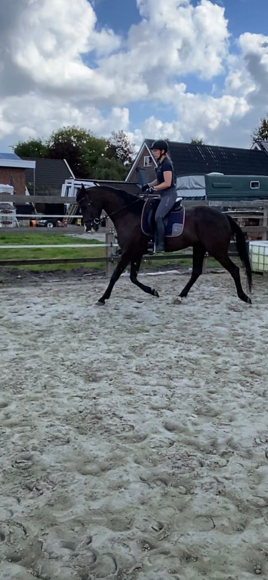 kwpn dressuurpaard ruin 5 years old zwart for sale - Photo 2