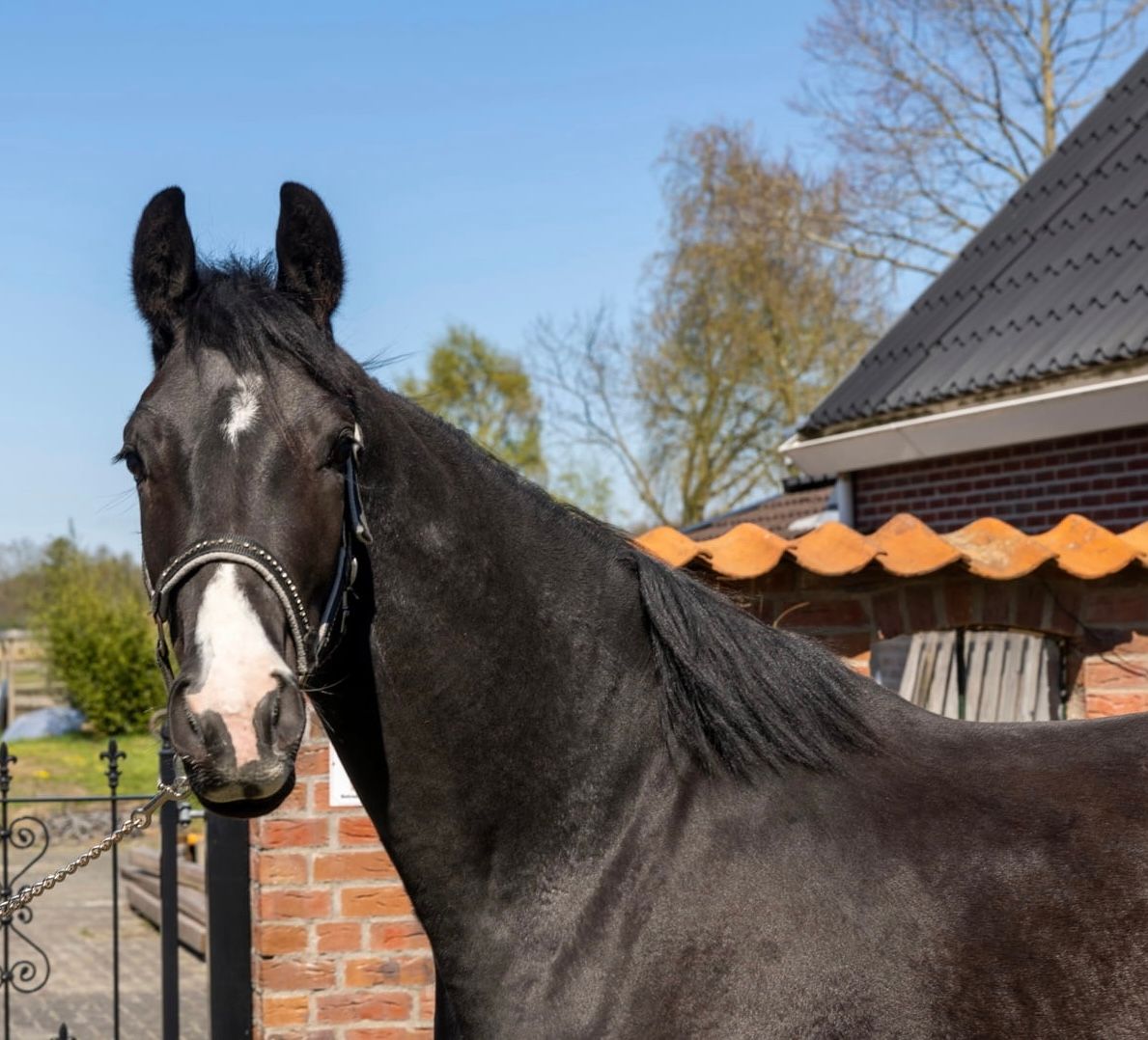 kwpn dressuurpaard ruin 5 years old zwart for sale - Main photo