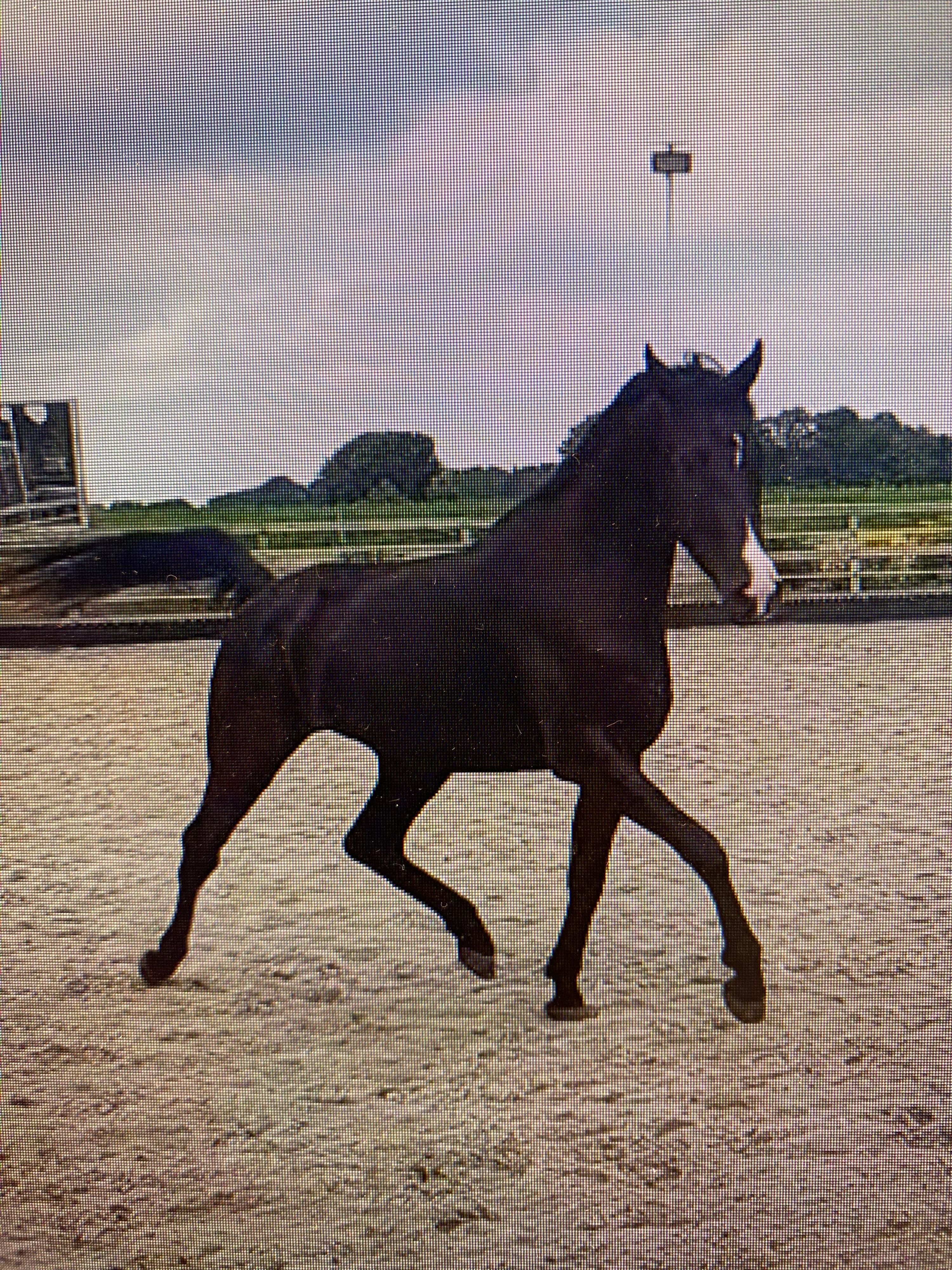 kwpn dressuurpaard ruin 5 years old zwart for sale - Photo 4