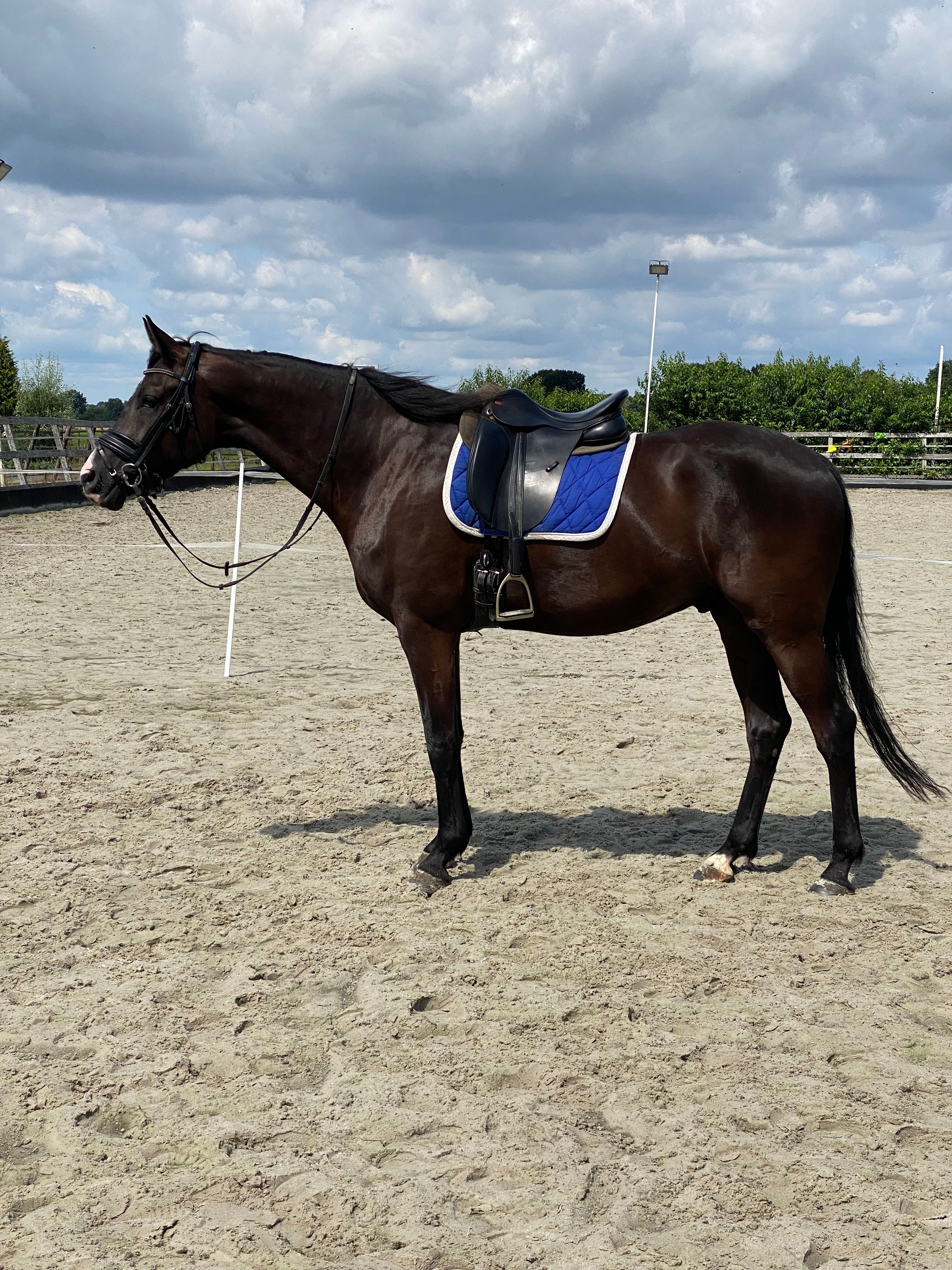 kwpn dressuurpaard ruin 5 years old zwart for sale - Photo 3