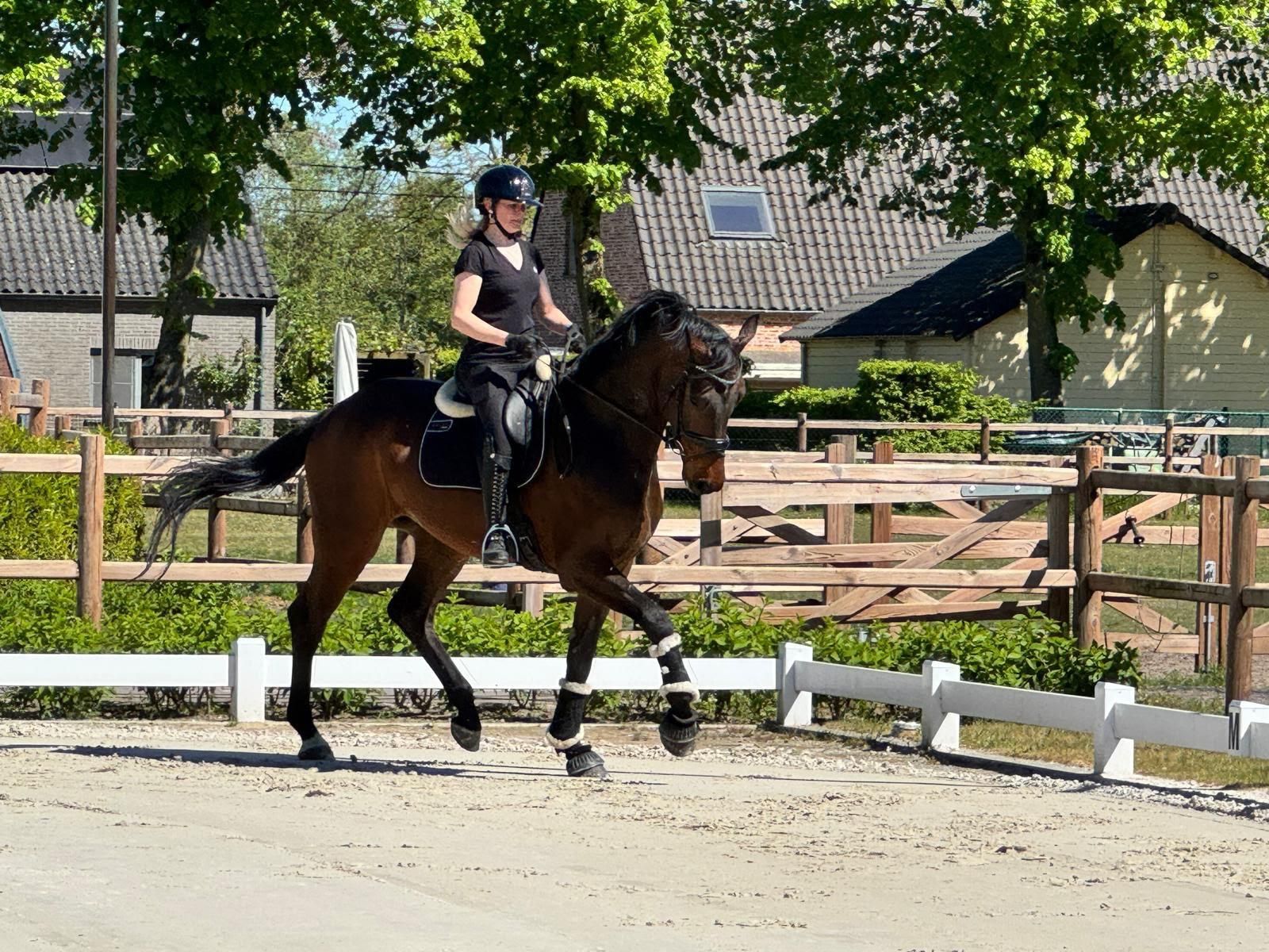 4-year-old gelding with quality