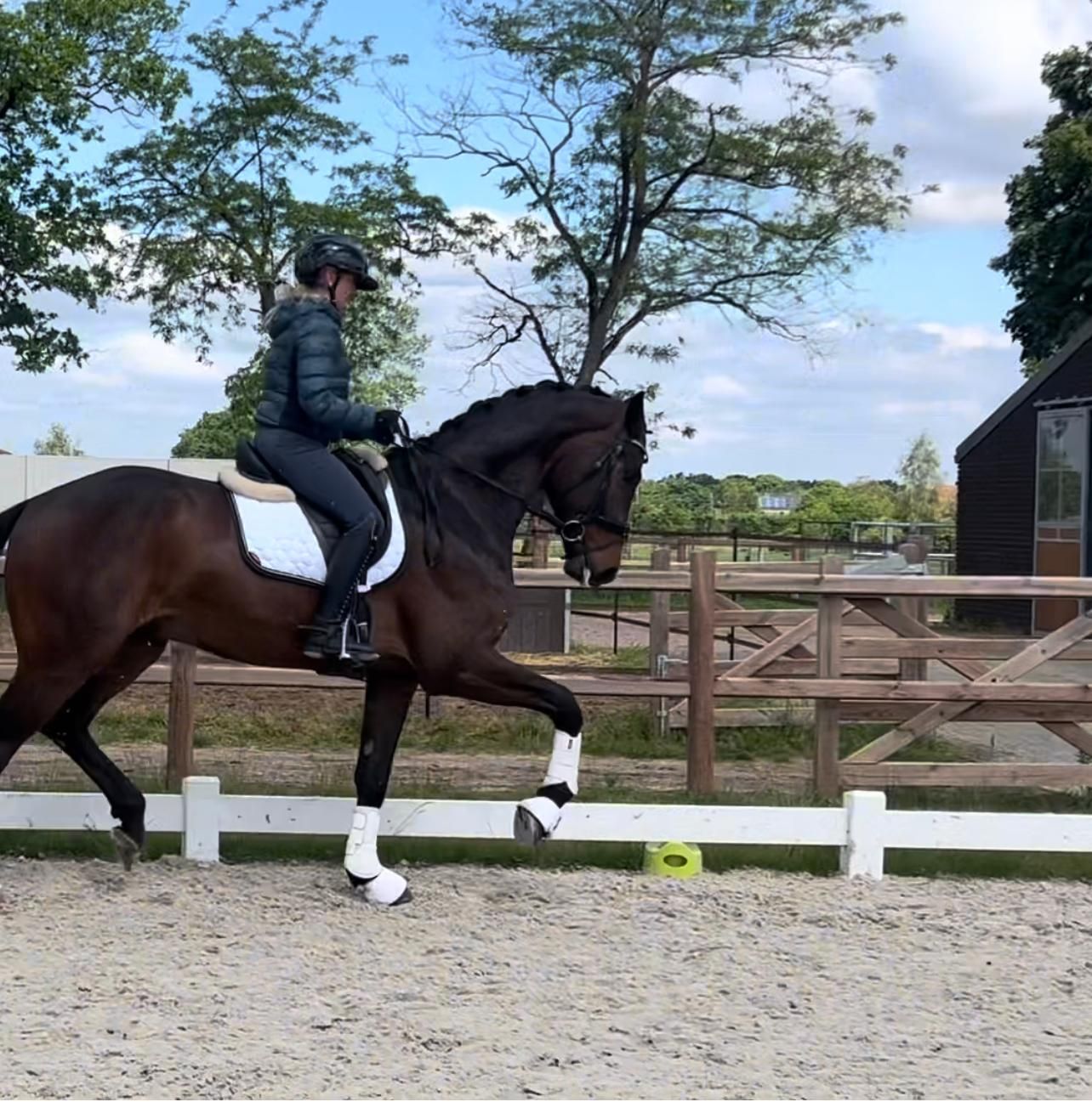 bwp dressuurpaard ruin 4 ans donkerbruin à vendre - Photo 2