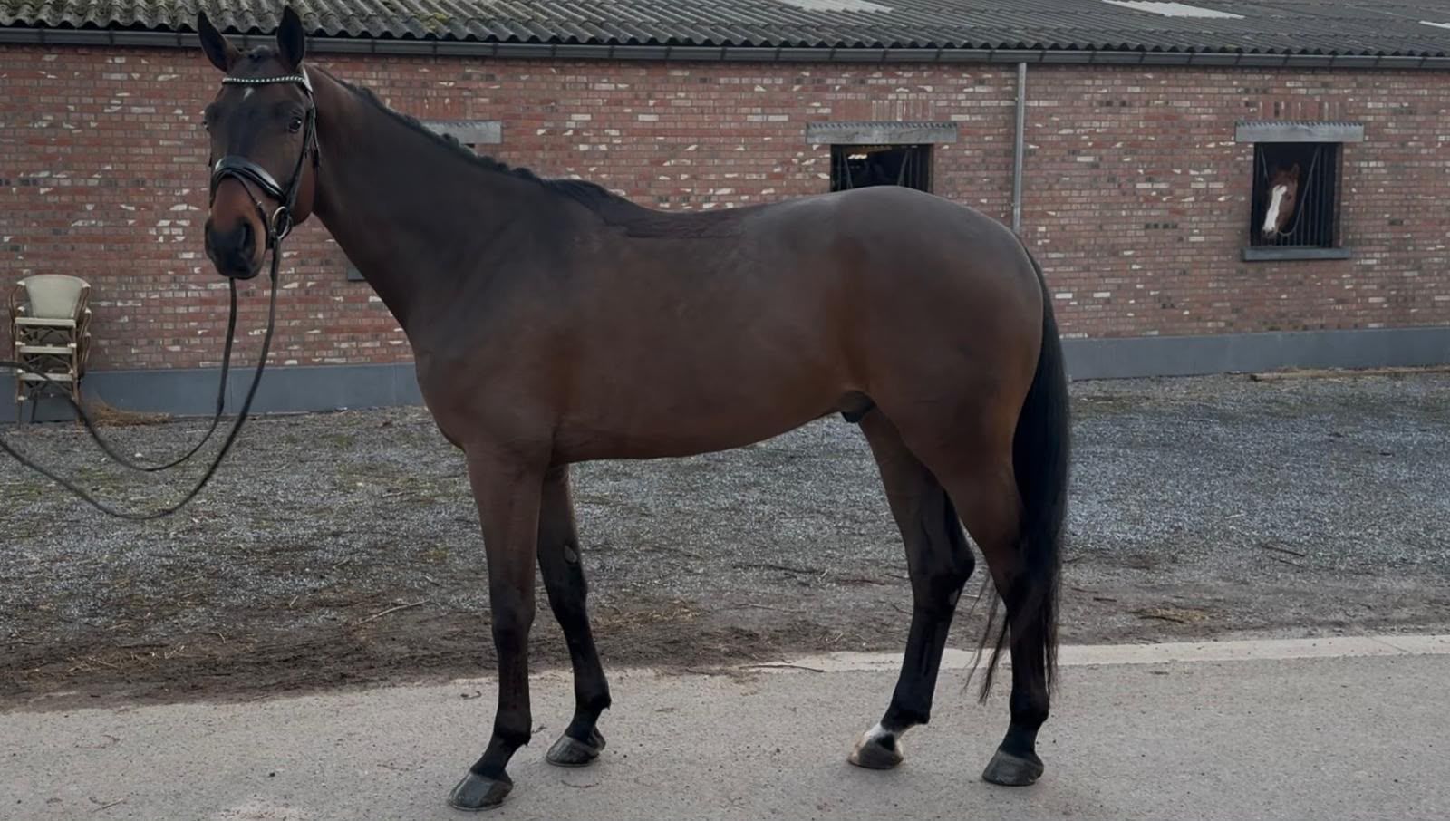 bwp dressuurpaard ruin 4 ans donkerbruin à vendre - Photo 3