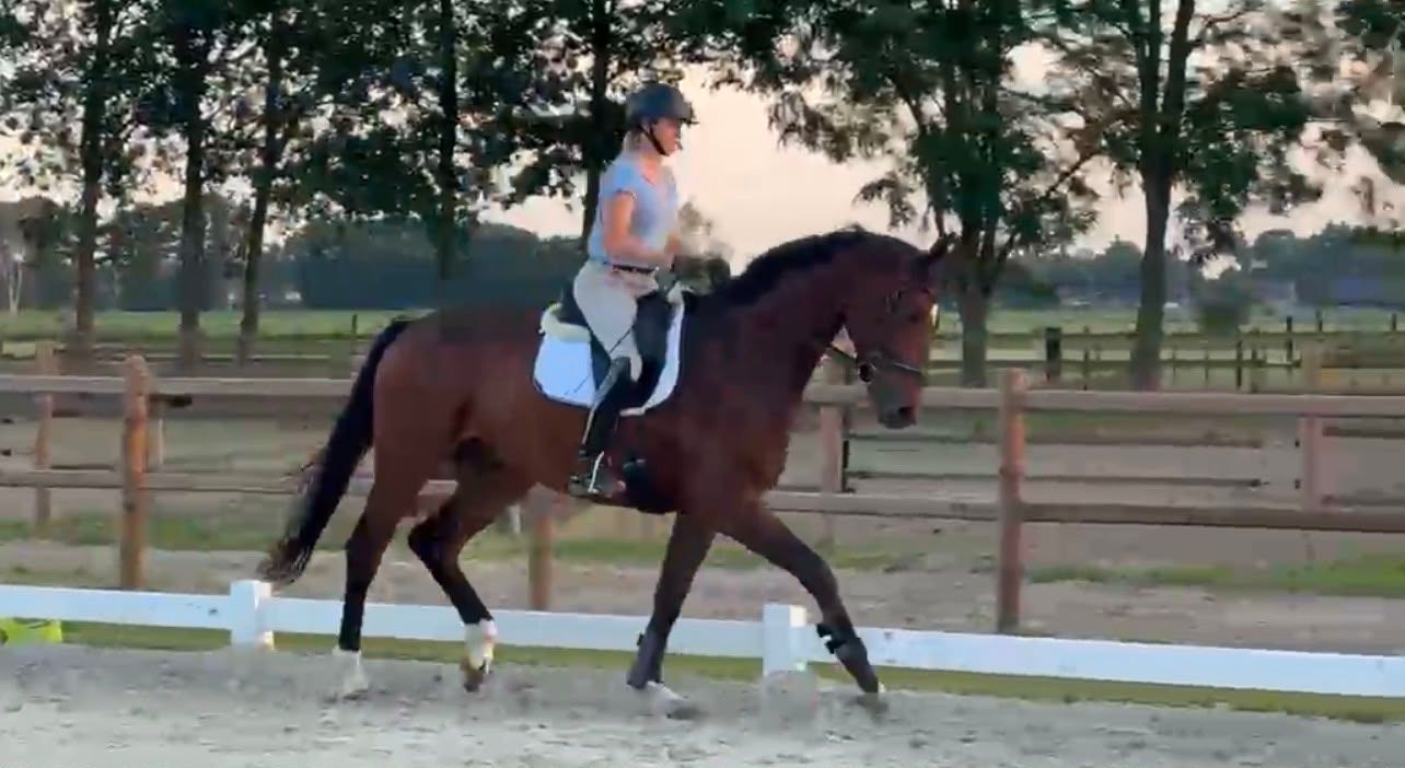 Brave 4-year-old gelding