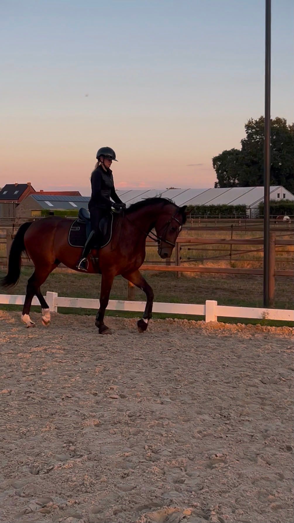 bwp dressuurpaard ruin 4 ans donkerbruin à vendre - Photo 2