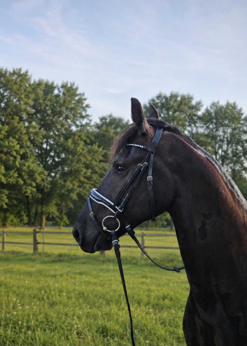 Beautiful, honest, and hardworking Friesian gelding