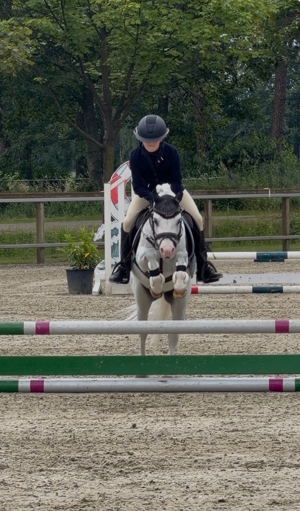 welsh allround-pony ruin 10 anni schimmel in vendita - Foto 4