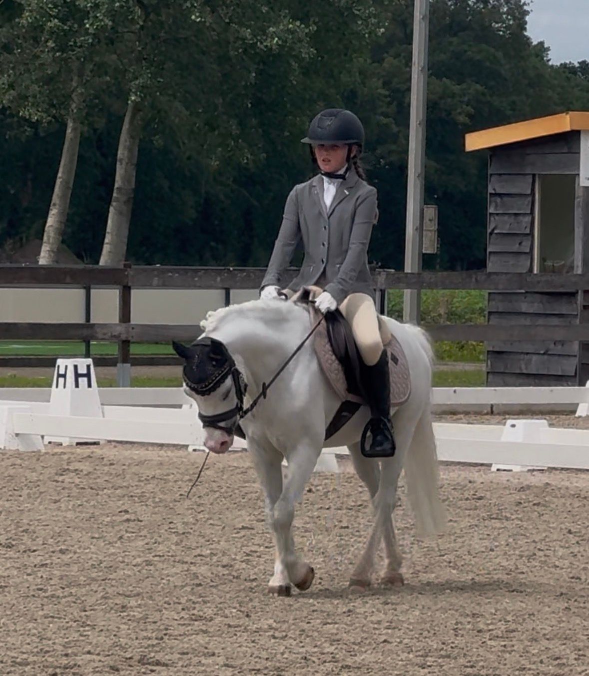 welsh allround-pony ruin 10 anni schimmel in vendita - Foto 3