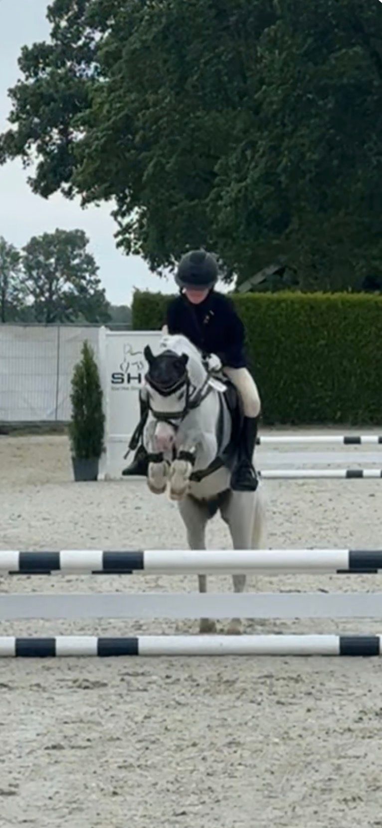 welsh allround-pony ruin 10 anni schimmel in vendita - Foto 2