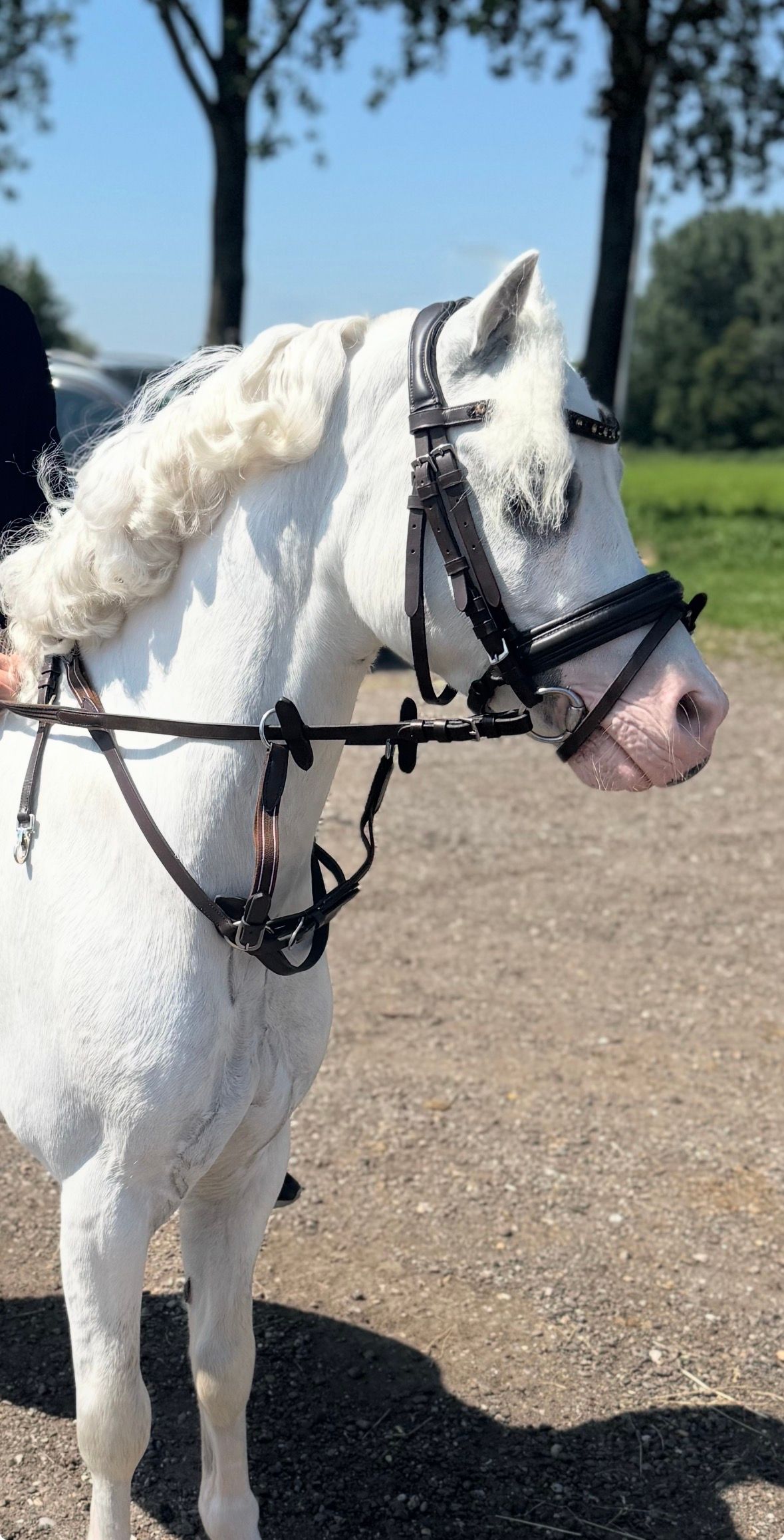 welsh allround-pony ruin 10 anni schimmel in vendita - Foto 5