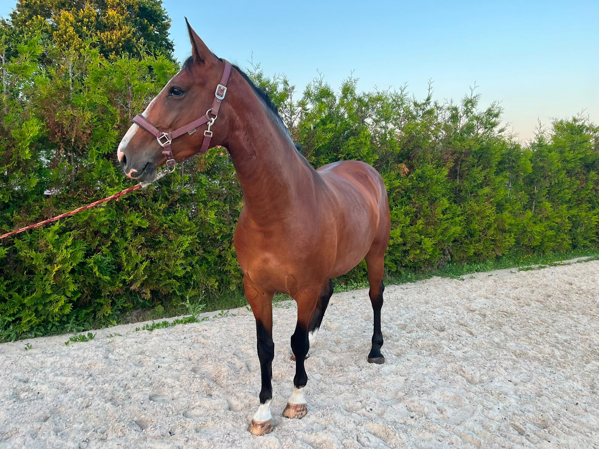 zangersheide springpaard merrie 5 anni bruin in vendita - Foto 3