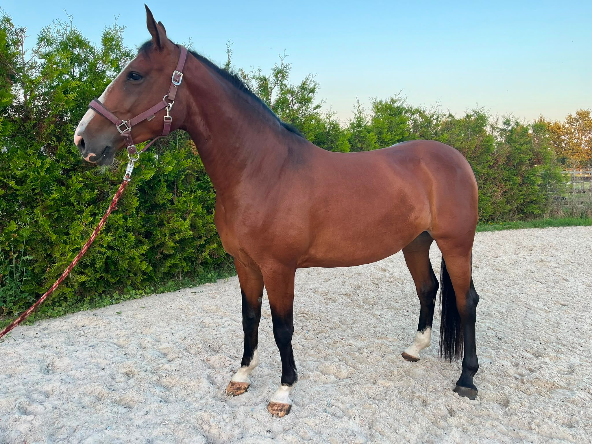 zangersheide springpaard merrie 5 anni bruin in vendita - Foto 2