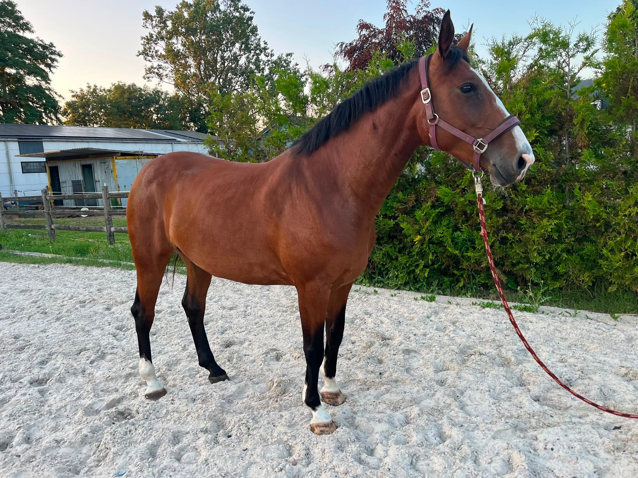zangersheide springpaard merrie 5 anni bruin in vendita - Foto 4