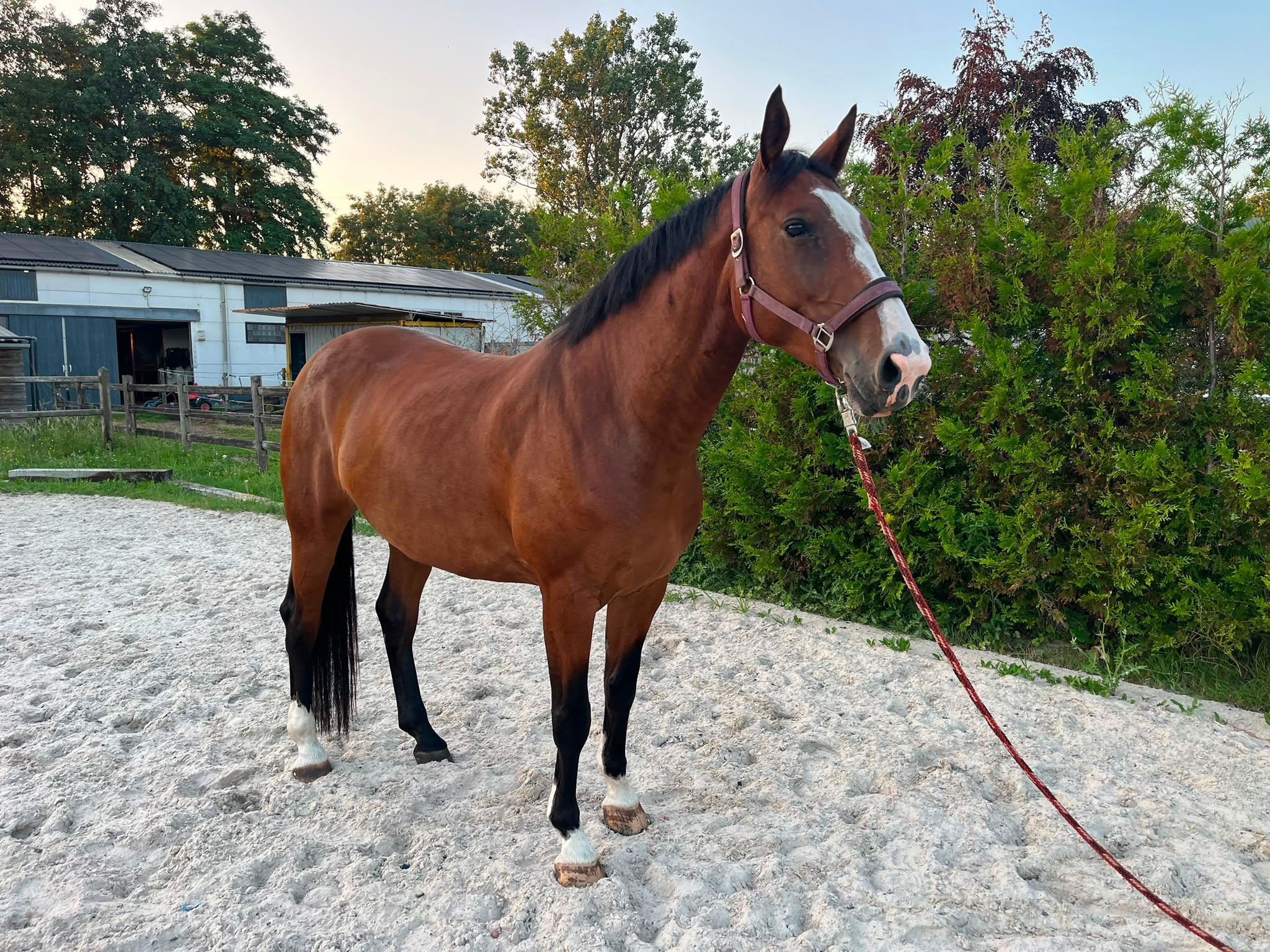 zangersheide springpaard merrie 5 anni bruin in vendita - Foto 5