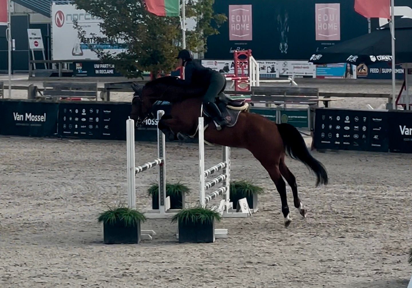 Absolute Dream Horse 5yrs old mare