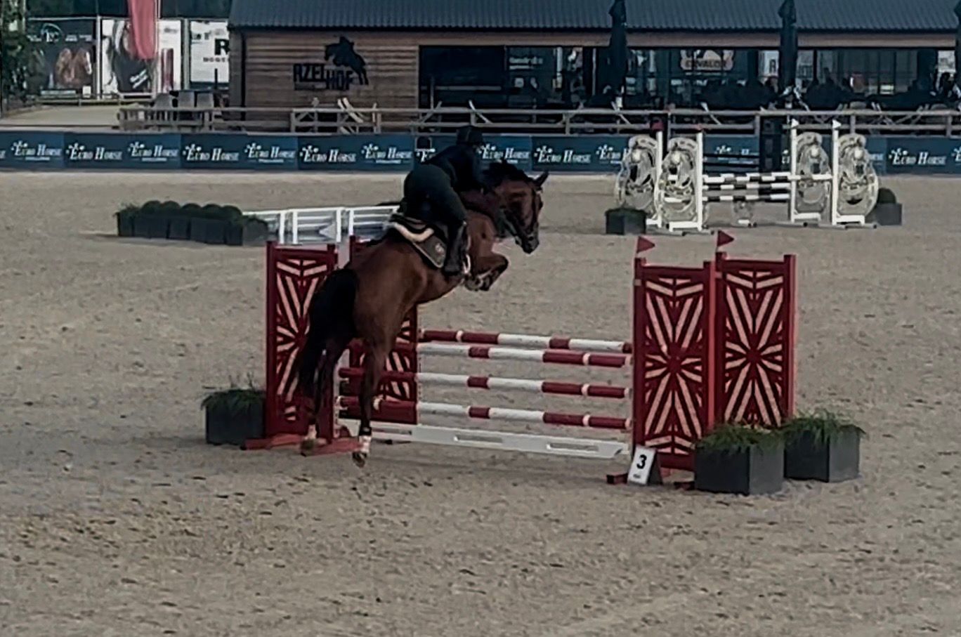 zangersheide springpaard merrie 5 years old bruin for sale - Photo 2