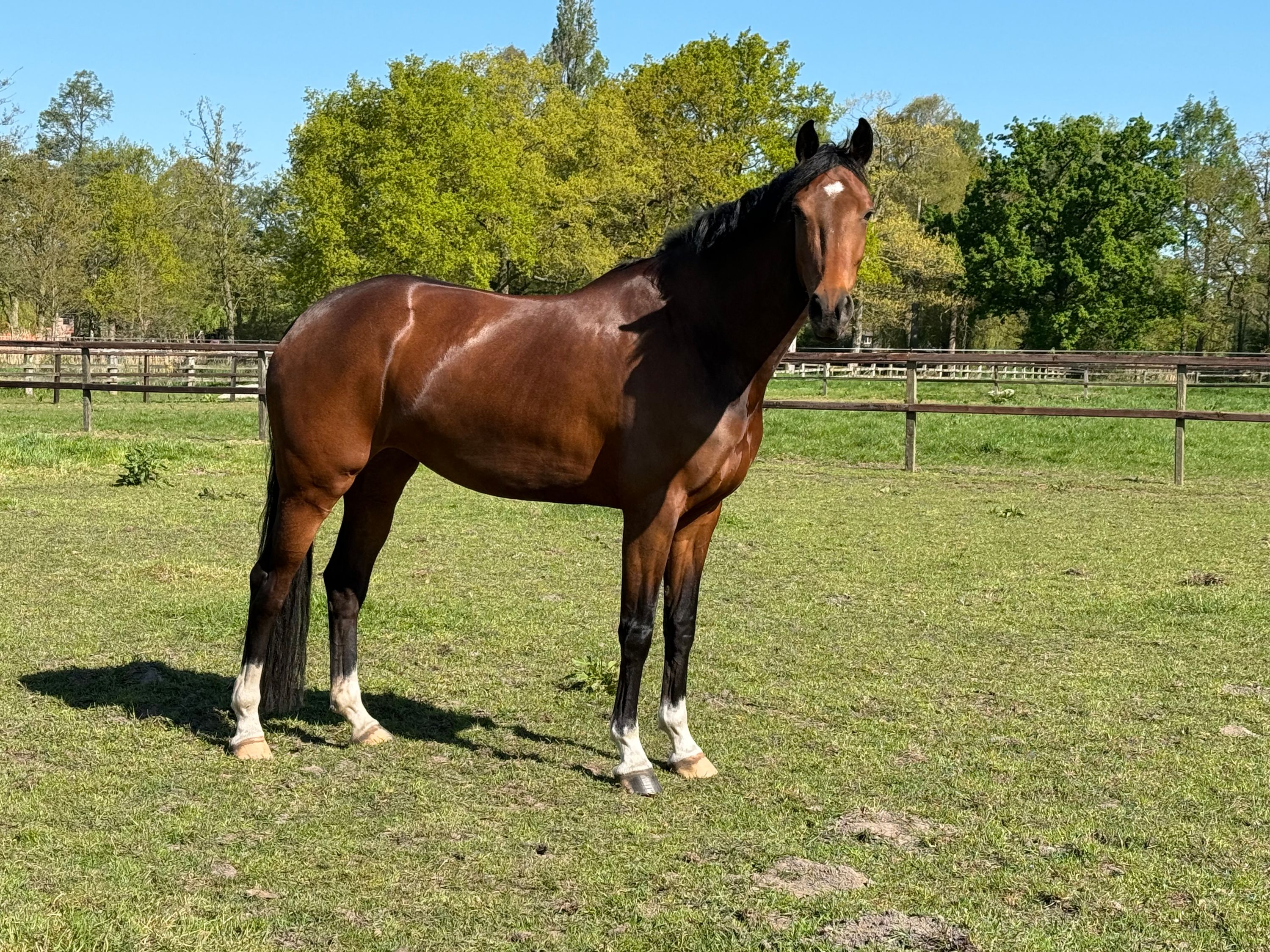 Charming 5-year-old mare with a golden character