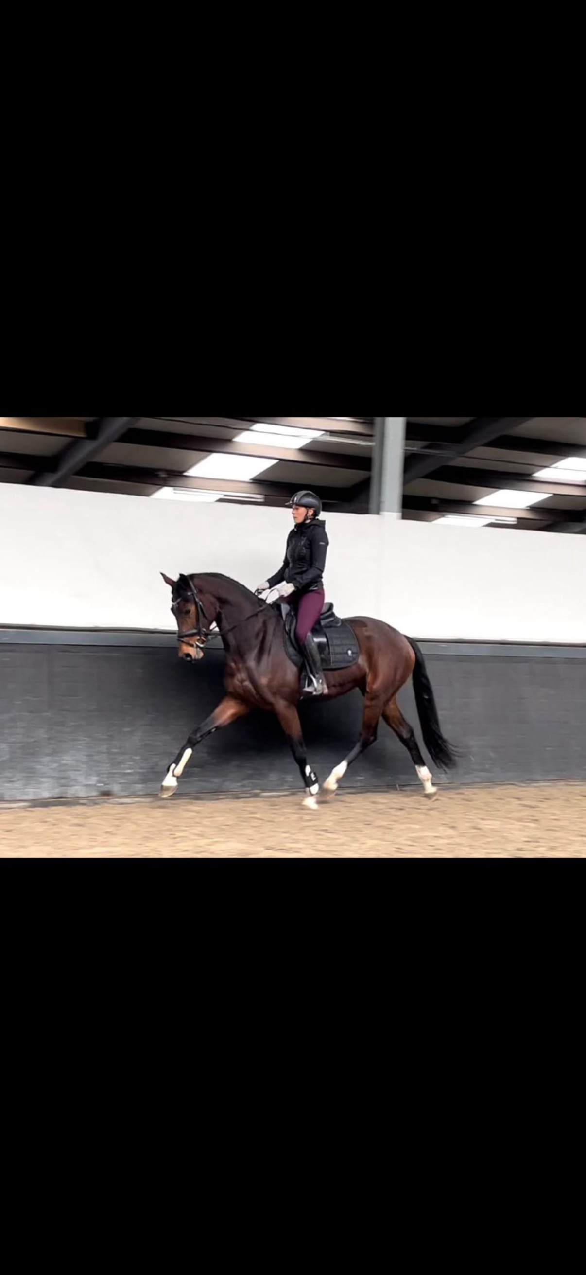 kwpn allrounder merrie 5 years old for sale - Photo 2