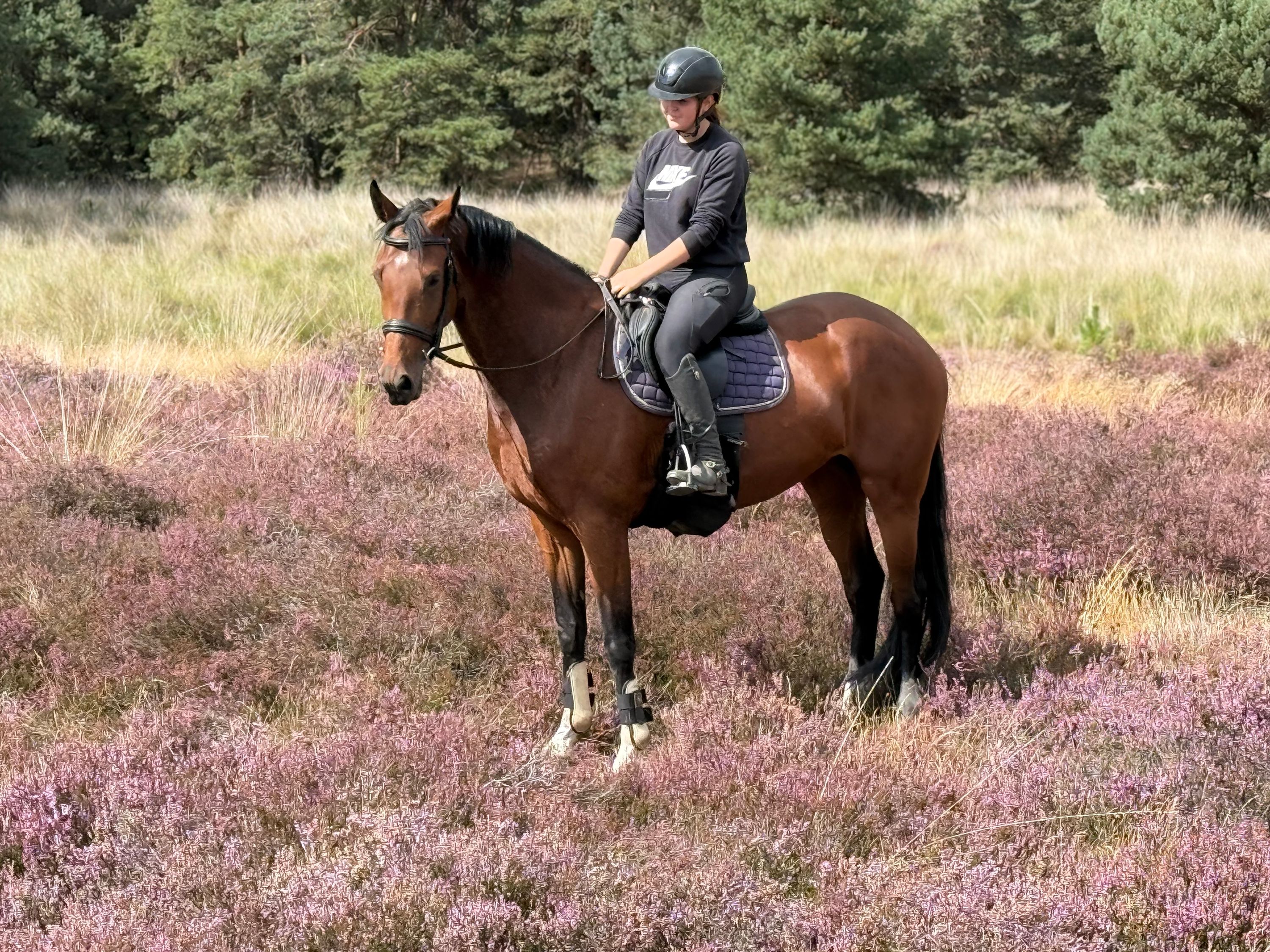 kwpn allrounder merrie 5 years old for sale - Photo 6
