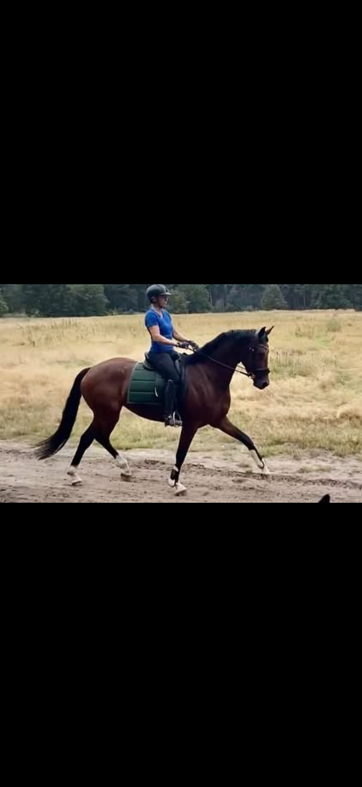 kwpn allrounder merrie 5 years old for sale - Photo 4