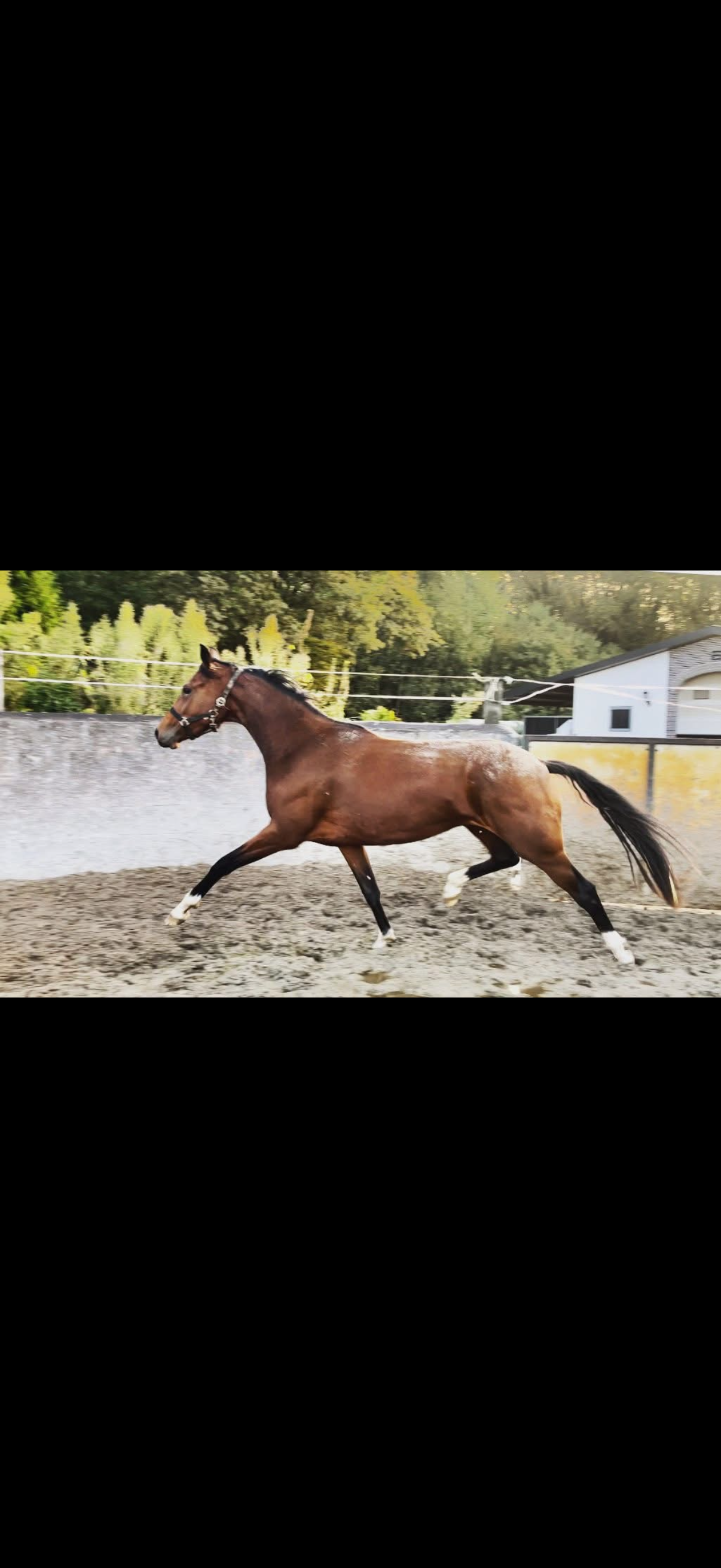 kwpn allrounder merrie 5 years old for sale - Photo 5
