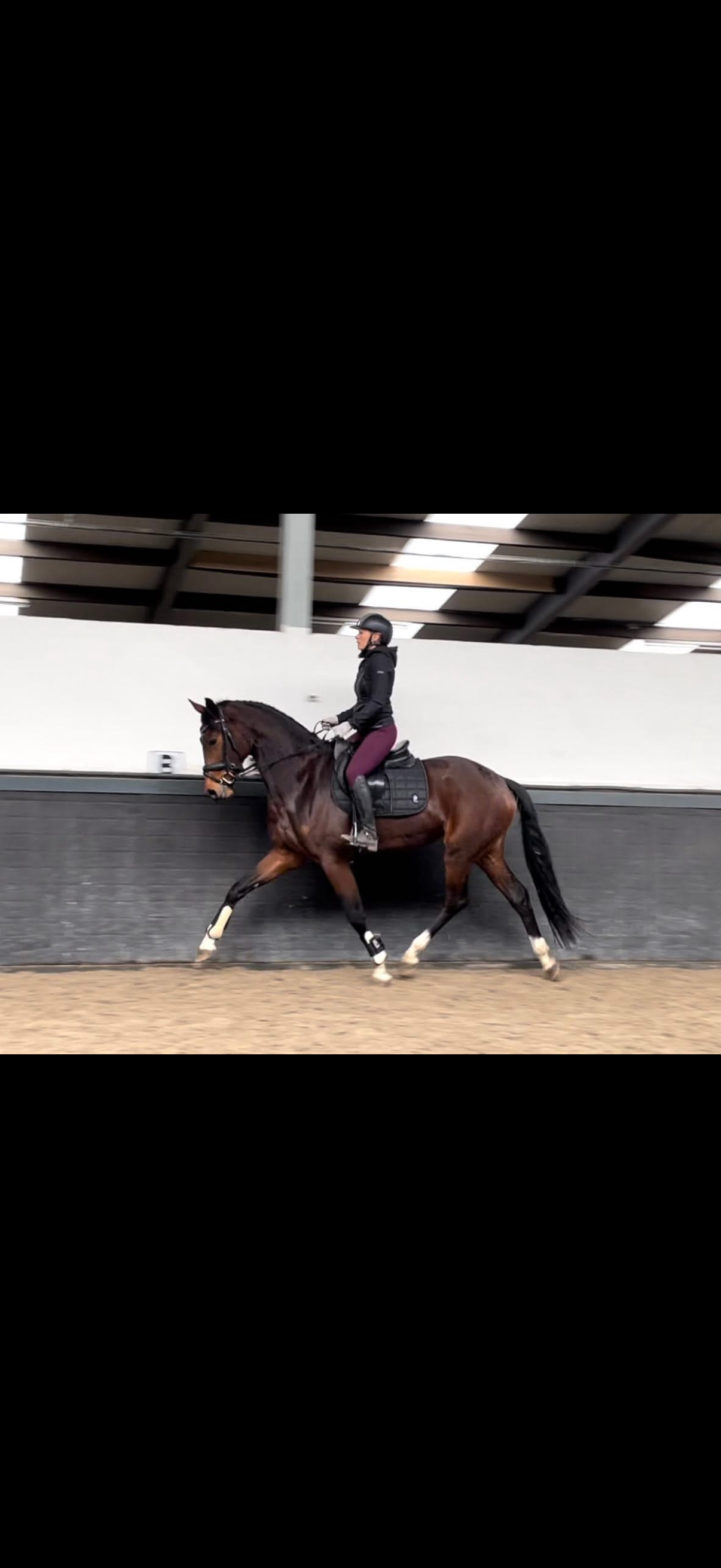 kwpn allrounder merrie 5 years old for sale - Photo 3