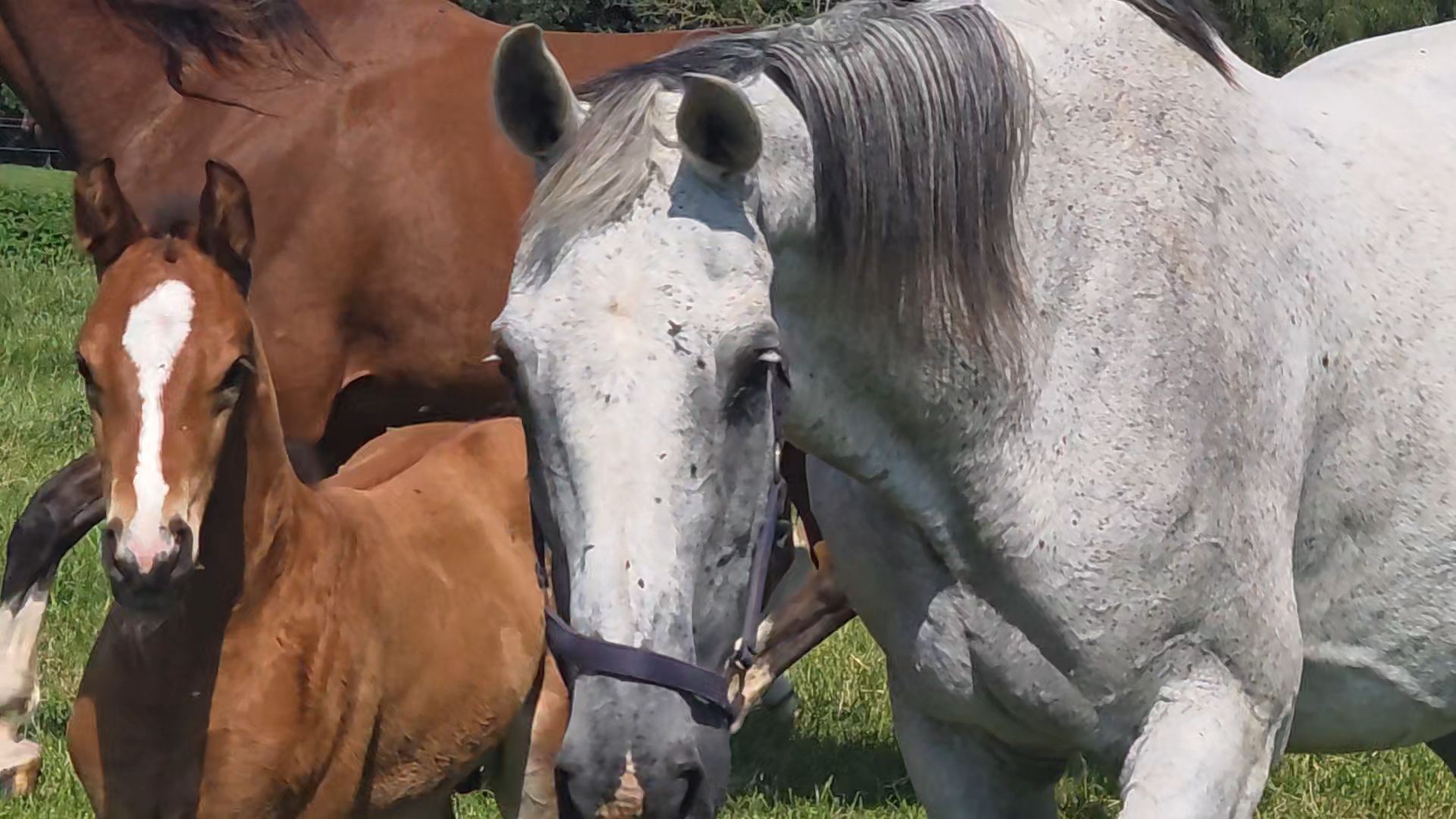 14yo broodmare