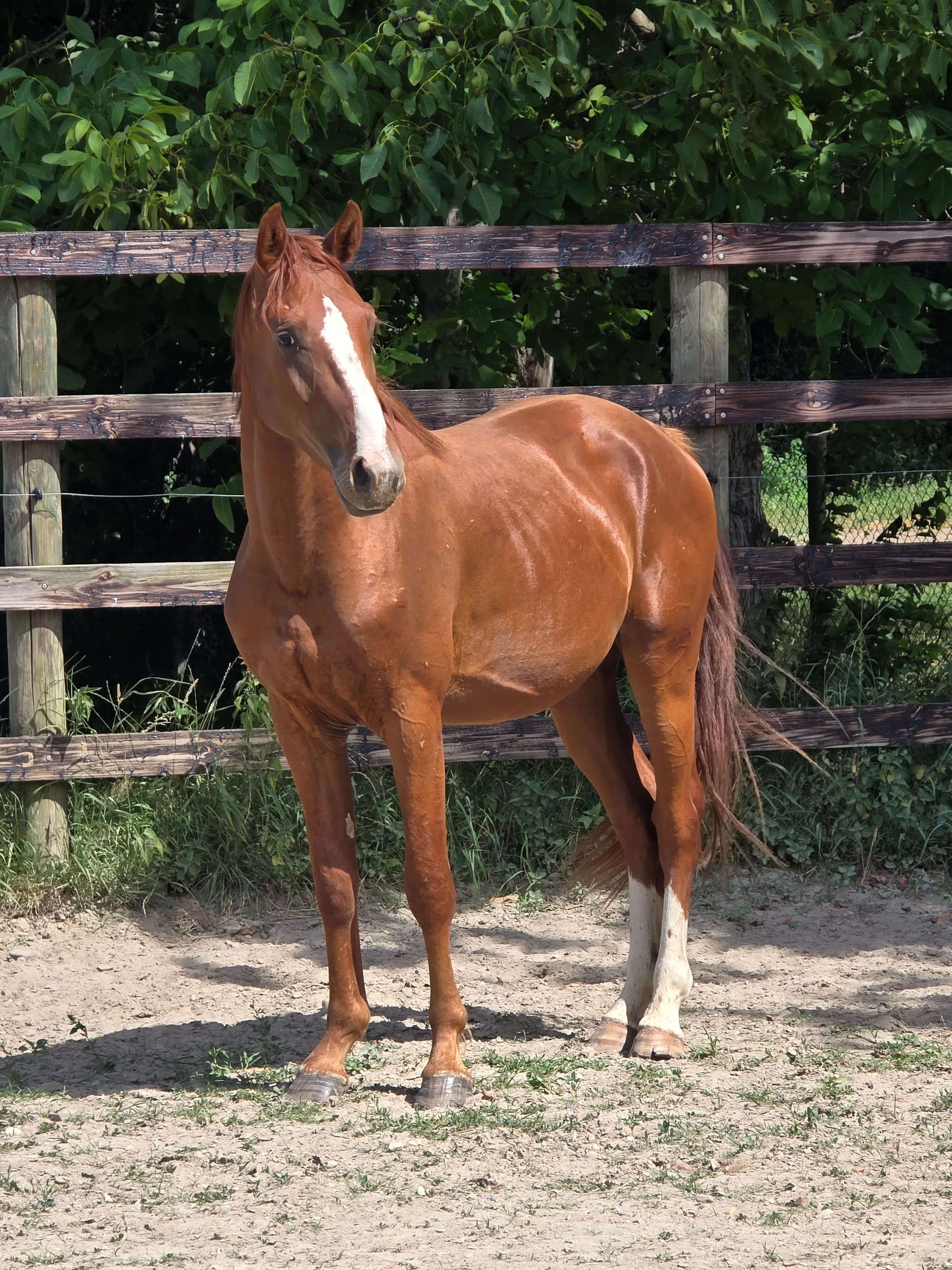 3yo stallion from a strong damline