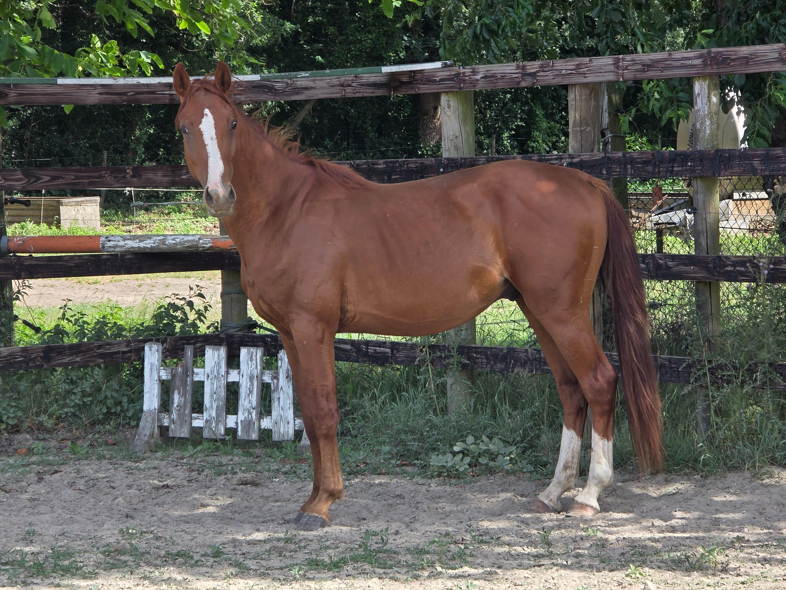 zangersheide springpaard hengst 3 ans vos à vendre - Photo 2