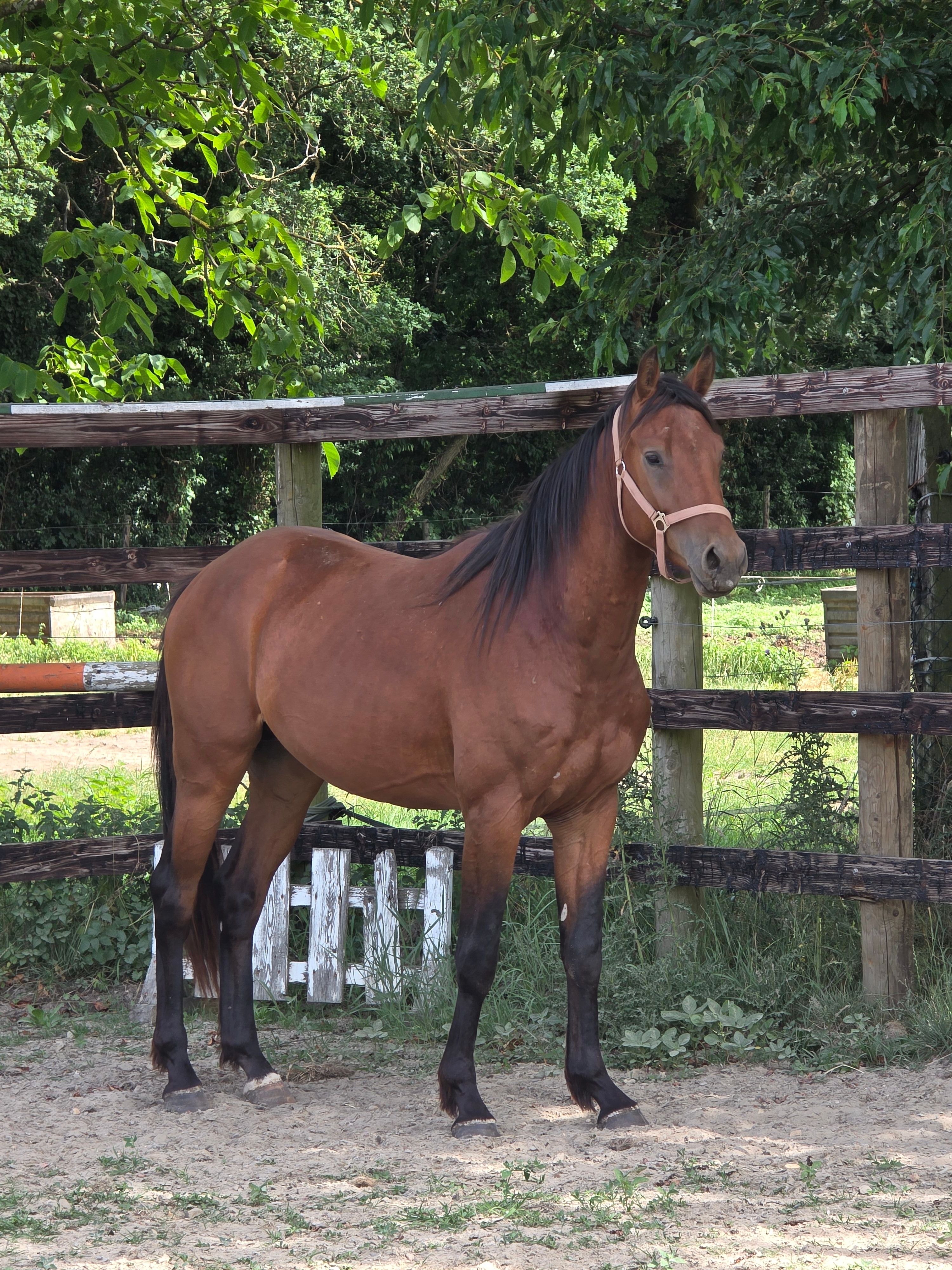 3yo high quality stallion