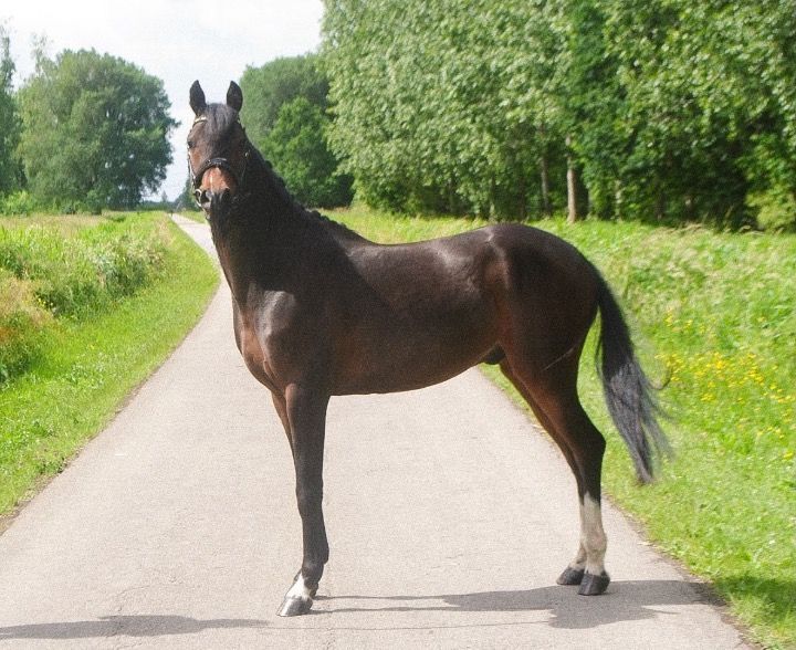 nrps dressuurpony ruin 5 years old donkerbruin for sale - Photo 3