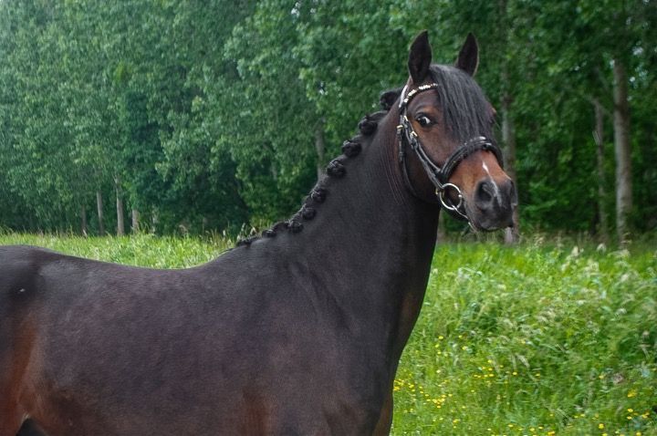 nrps dressuurpony ruin 5 years old donkerbruin for sale - Photo 4