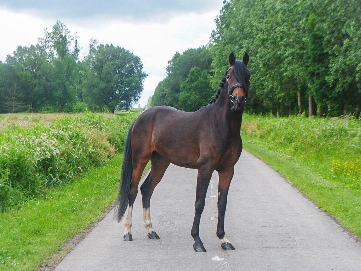 nrps dressuurpony ruin 5 years old donkerbruin for sale - Photo 2