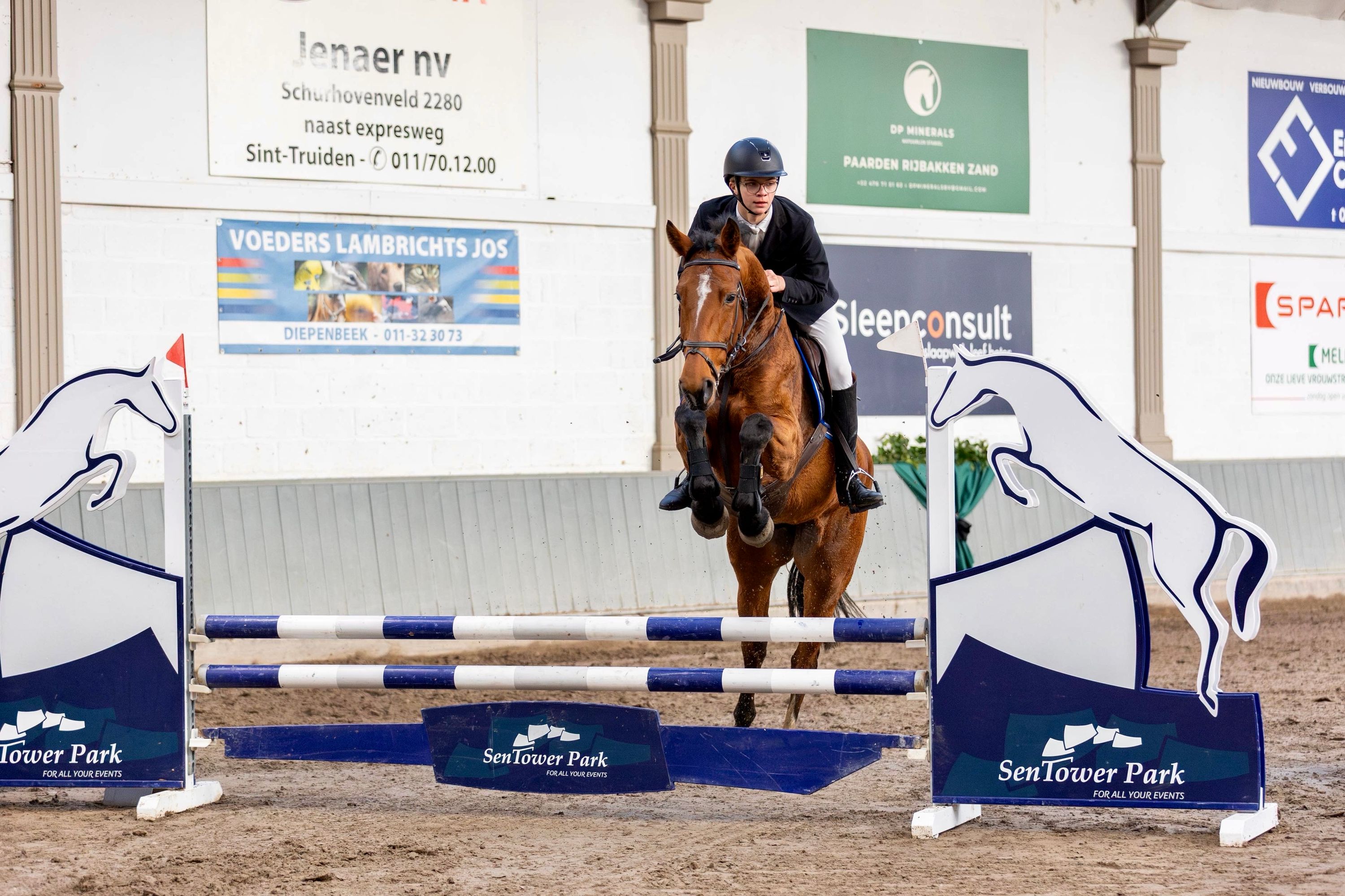 anglo-europees springpaard merrie 8 år bruin till salu - Foto 6