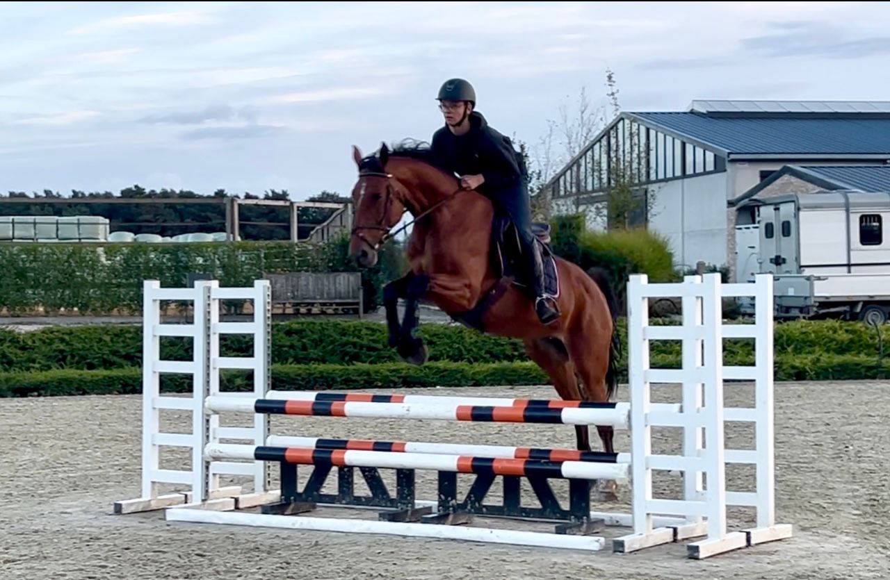 anglo-europees springpaard merrie 8 år bruin till salu - Foto 2