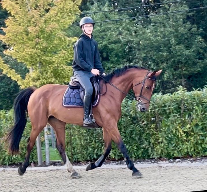 anglo-europees springpaard merrie 8 år bruin till salu - Foto 3