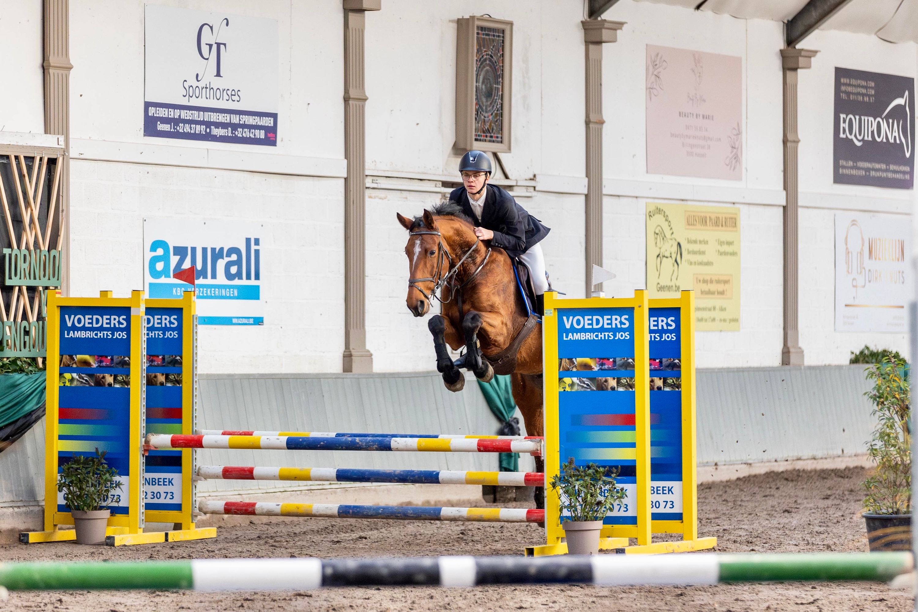 anglo-europees springpaard merrie 8 år bruin till salu - Foto 5