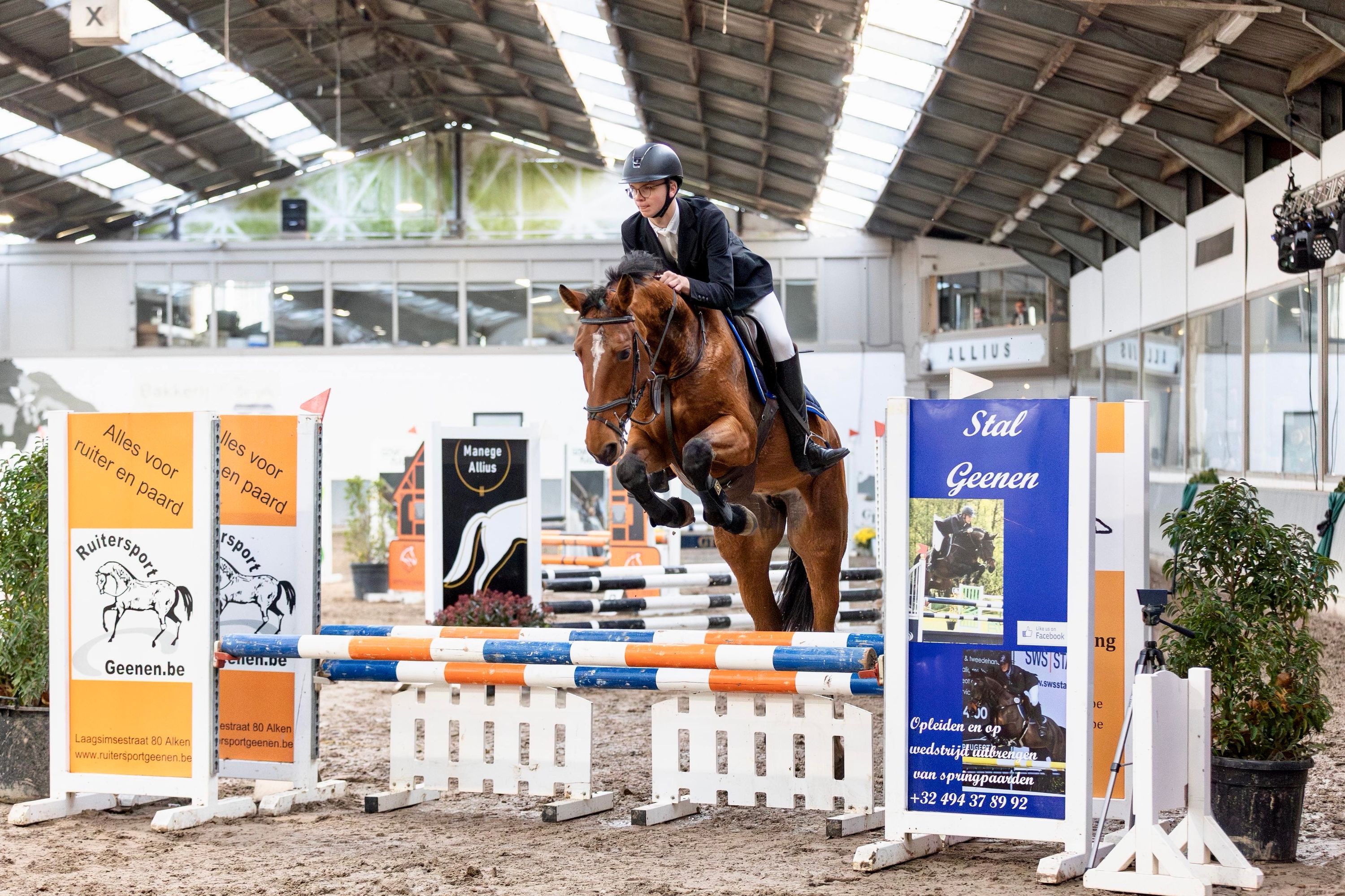 anglo-europees springpaard merrie 8 år bruin till salu - Foto 4
