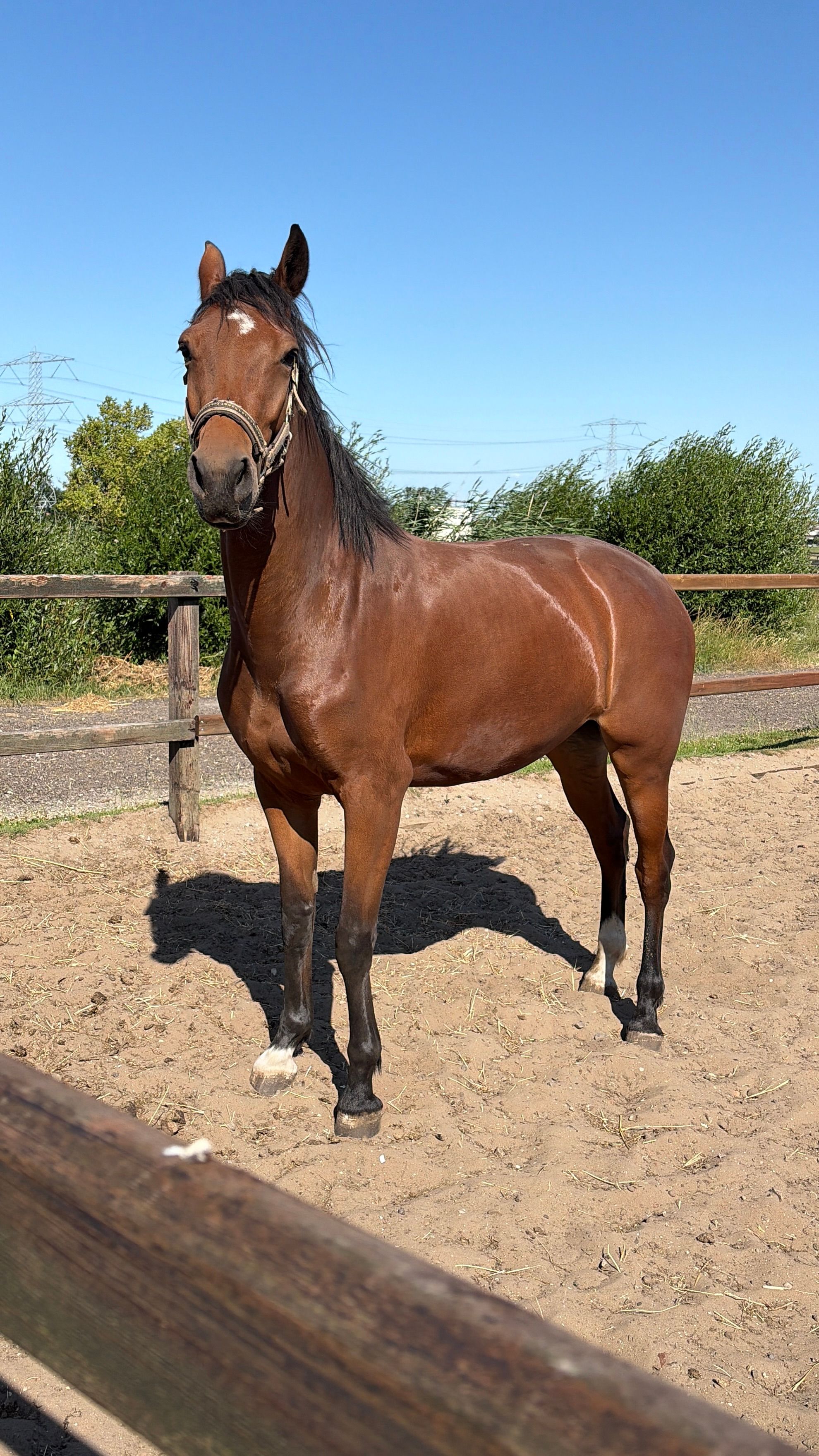 kwpn dressuurpaard merrie 4 jaar bruin te koop - Hoofdfoto