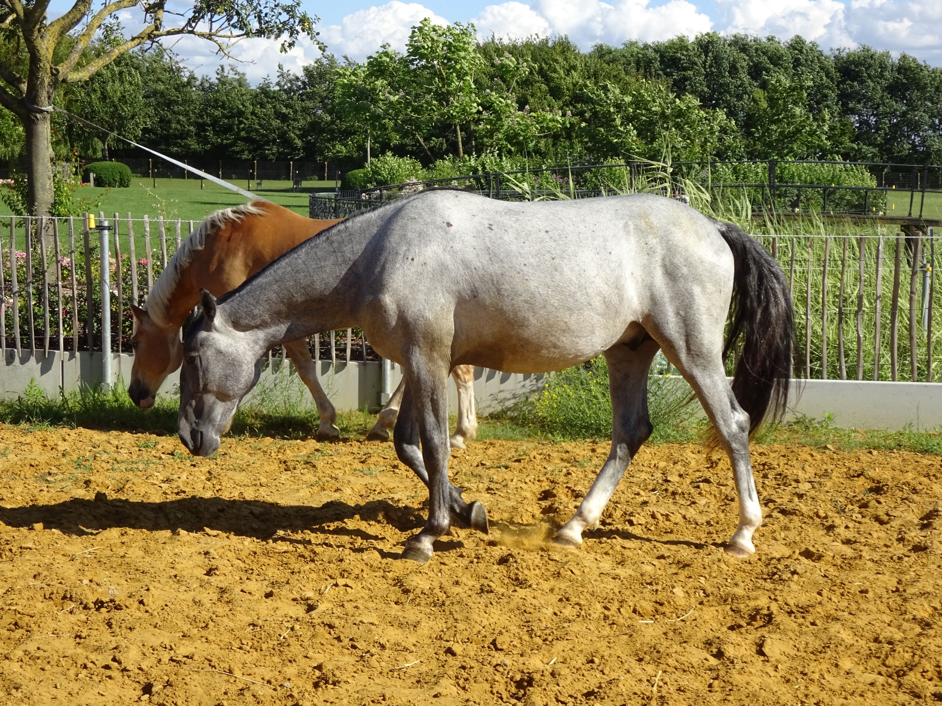 lipizzaner tuigpaard hengst 2 years old schimmel for sale - Photo 6