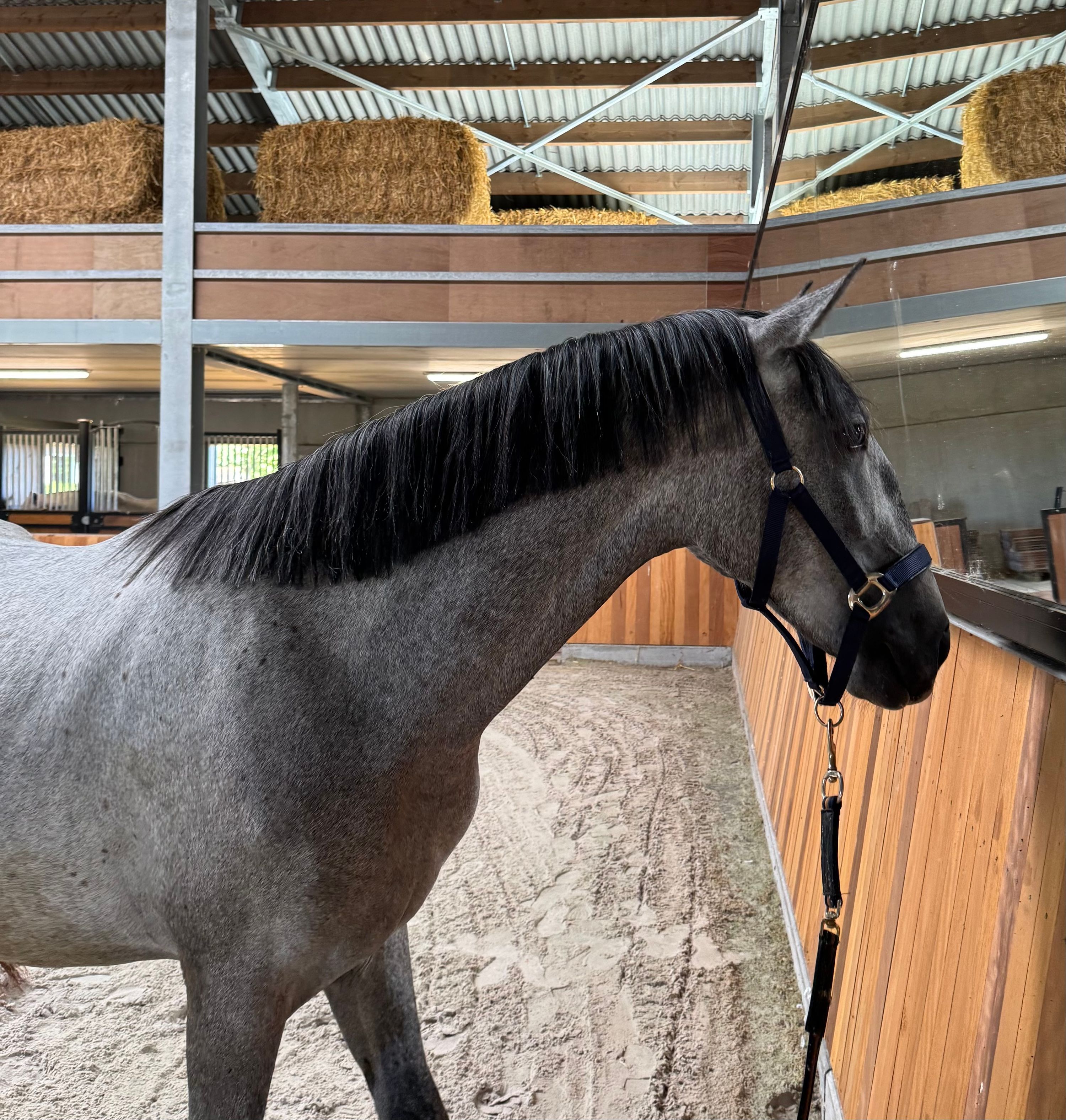 lipizzaner tuigpaard hengst 2 years old schimmel for sale - Photo 2