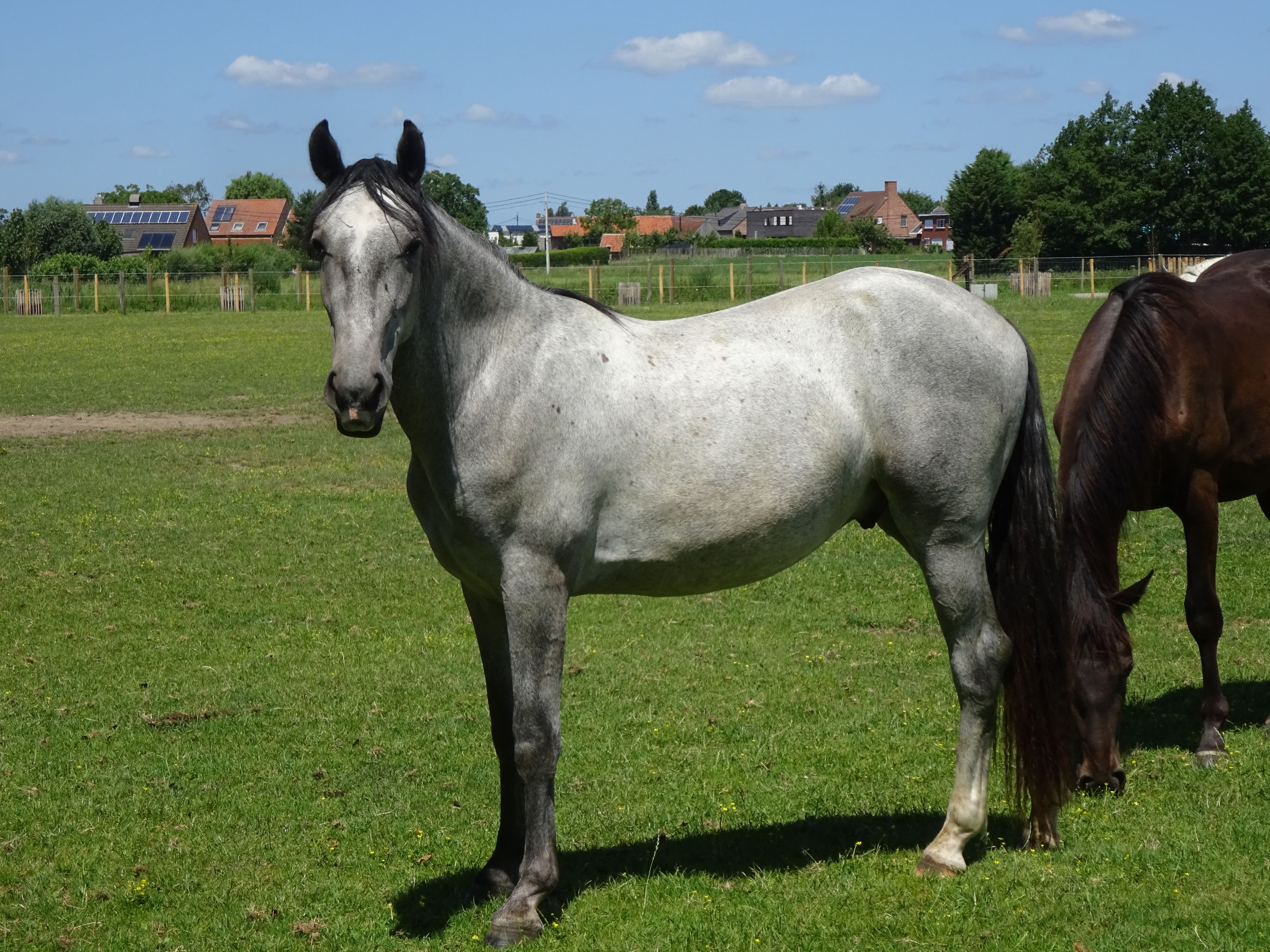lipizzaner tuigpaard hengst 2 years old schimmel for sale - Photo 5