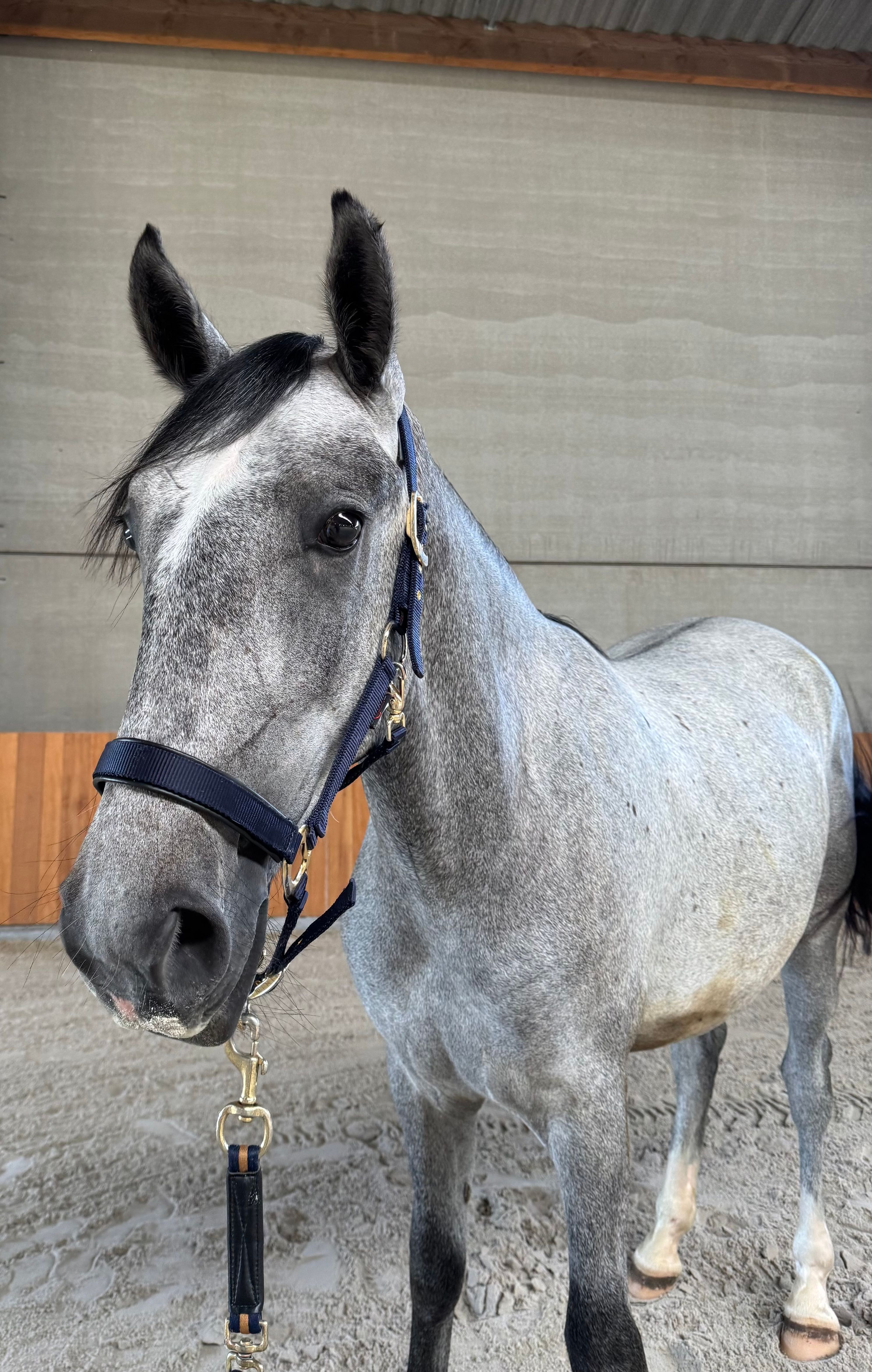 lipizzaner tuigpaard hengst 2 years old schimmel for sale - Photo 3