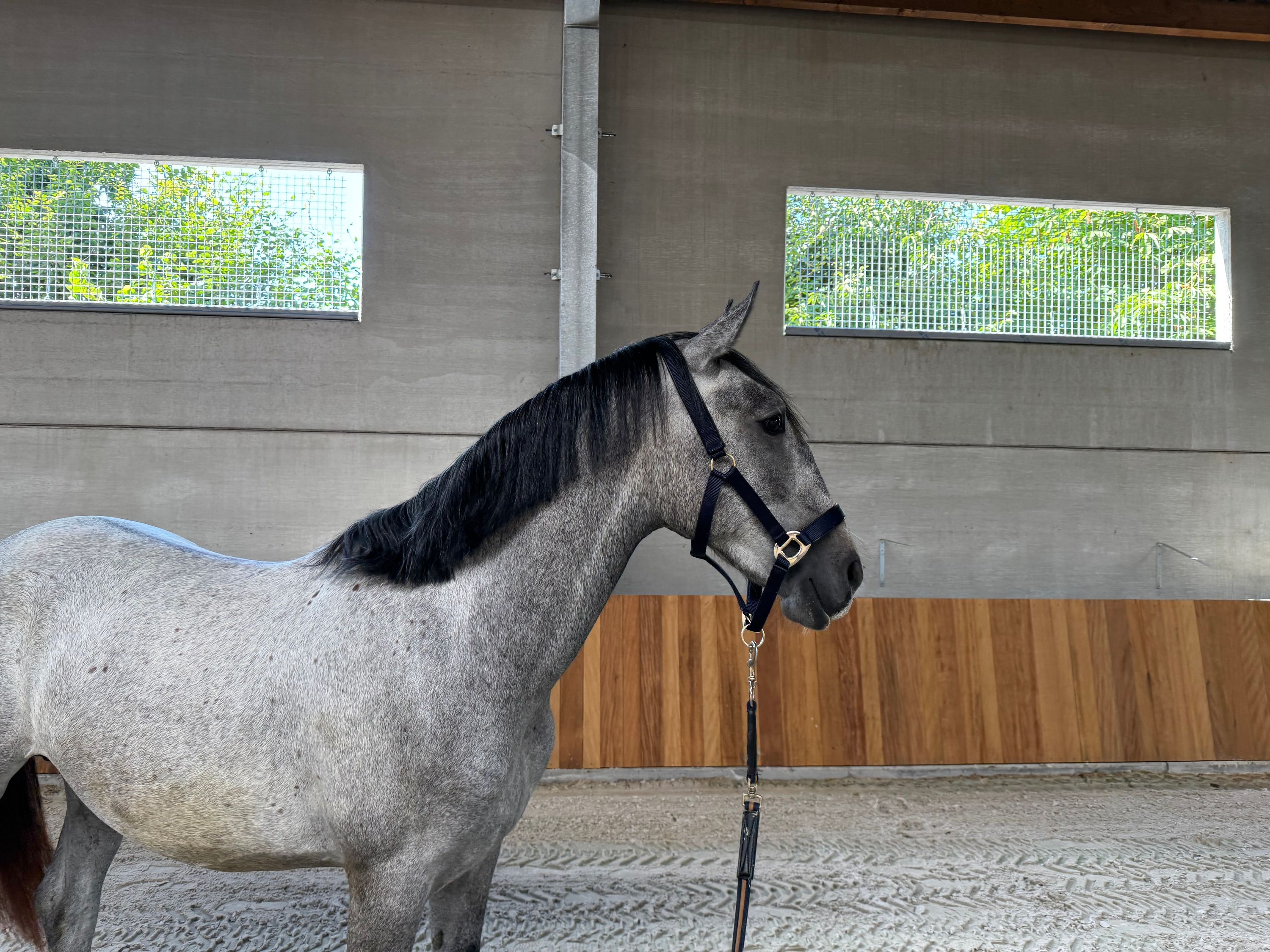 lipizzaner tuigpaard hengst 2 years old schimmel for sale - Photo 4