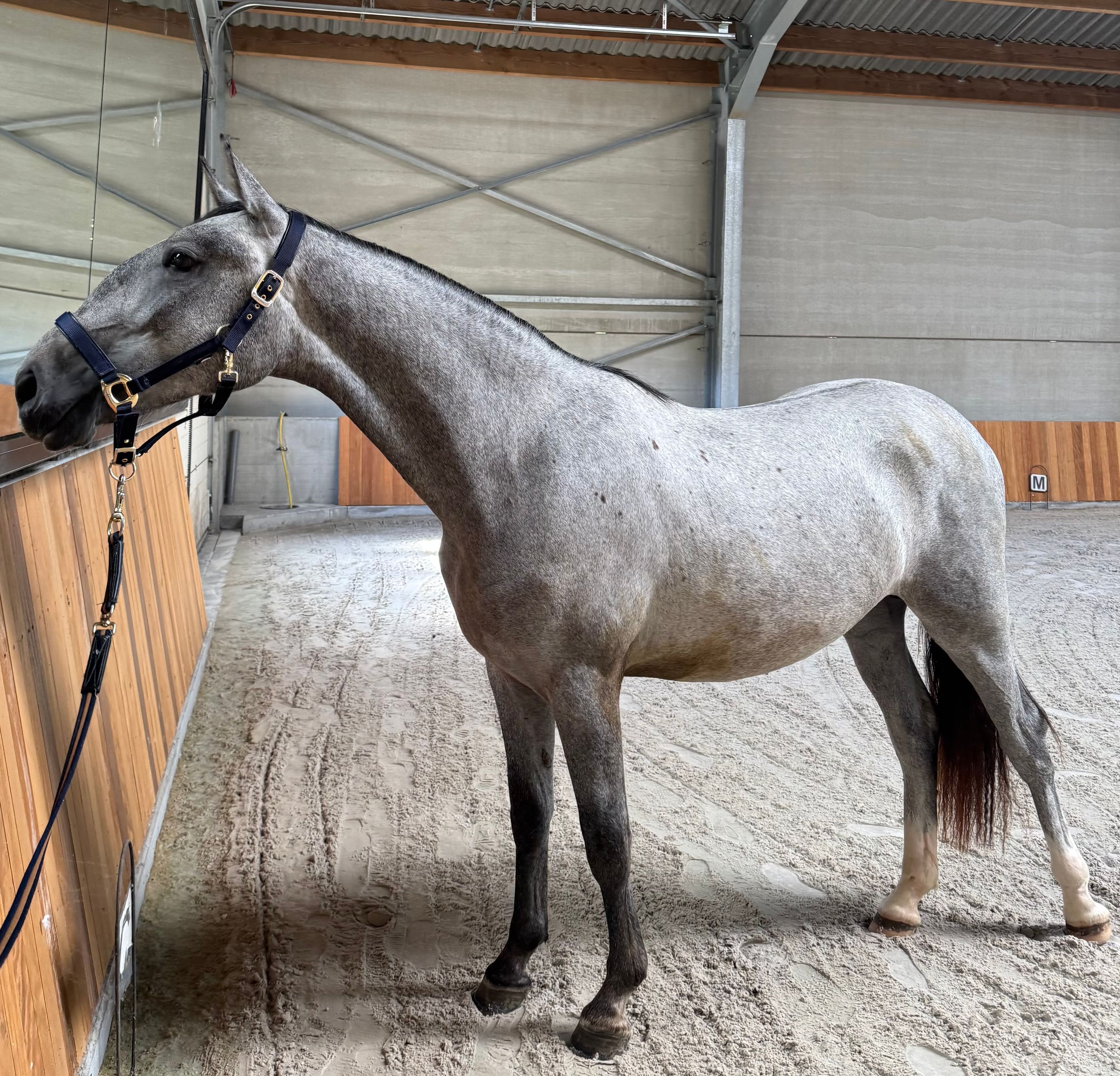 Handsome 2-year-old Lipizzaner stallion