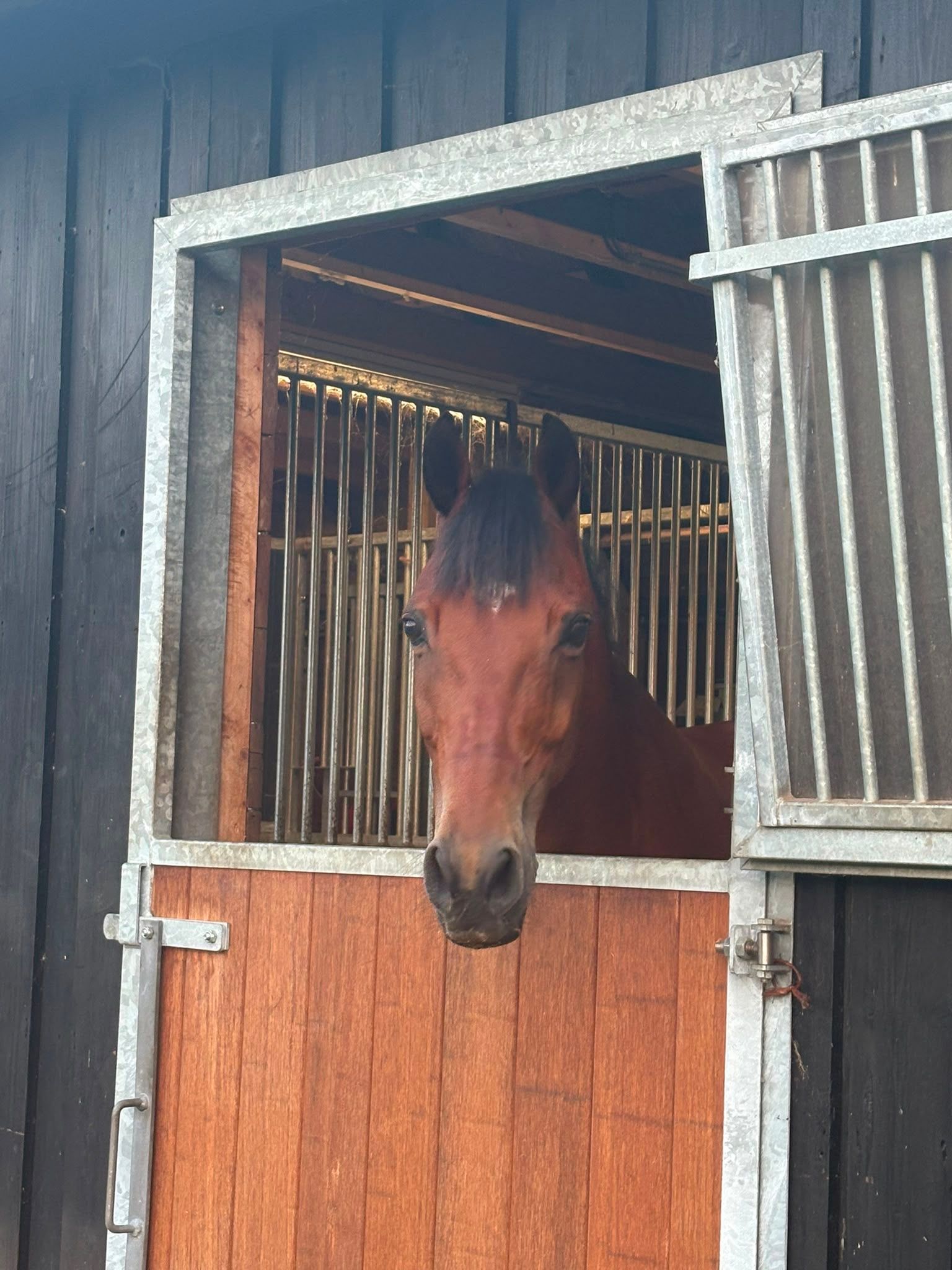 Welsh Gelding E-pony Z2 Dressage (Tobi)