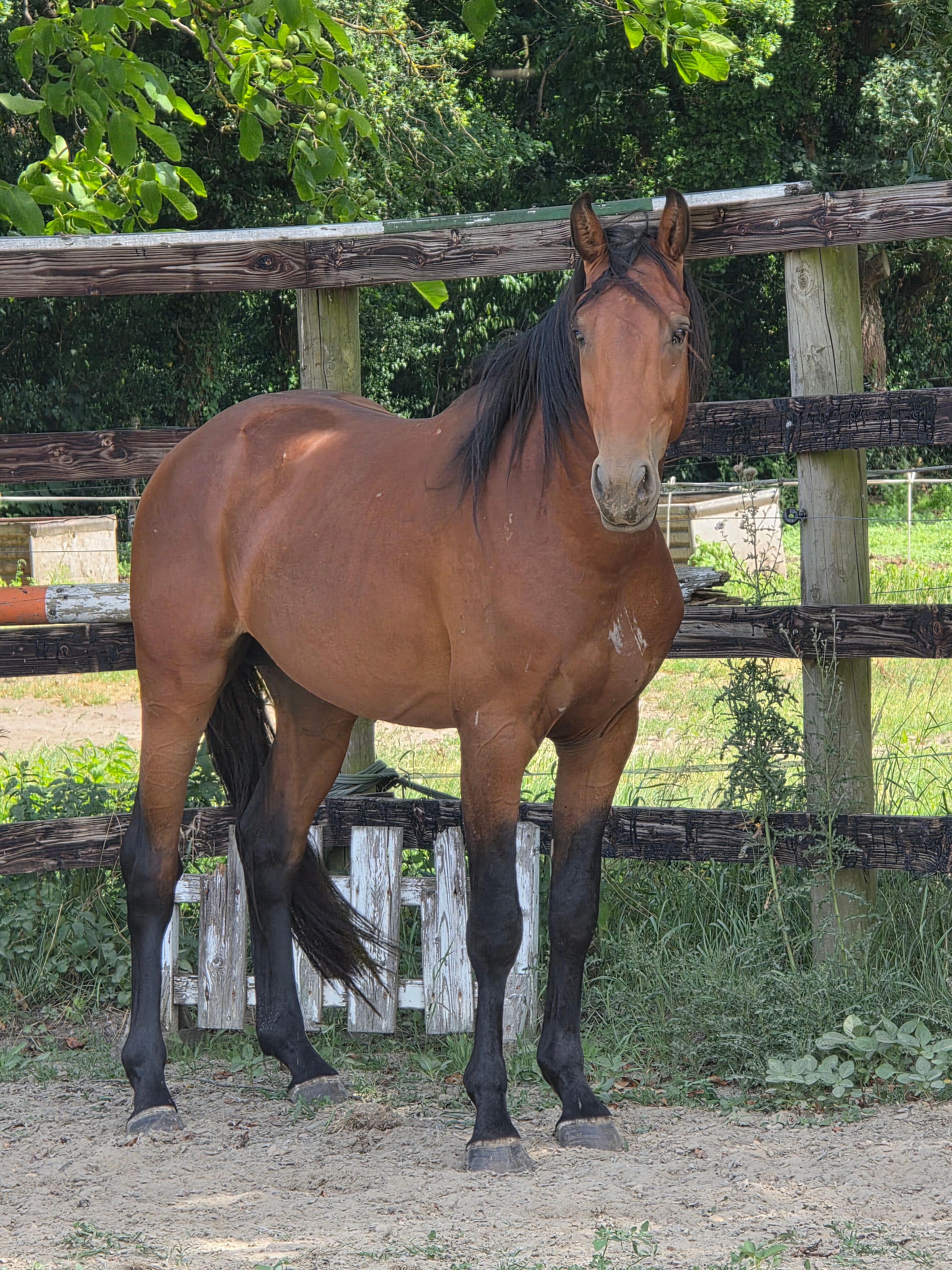 Kwaliteitsvolle 3j hengst