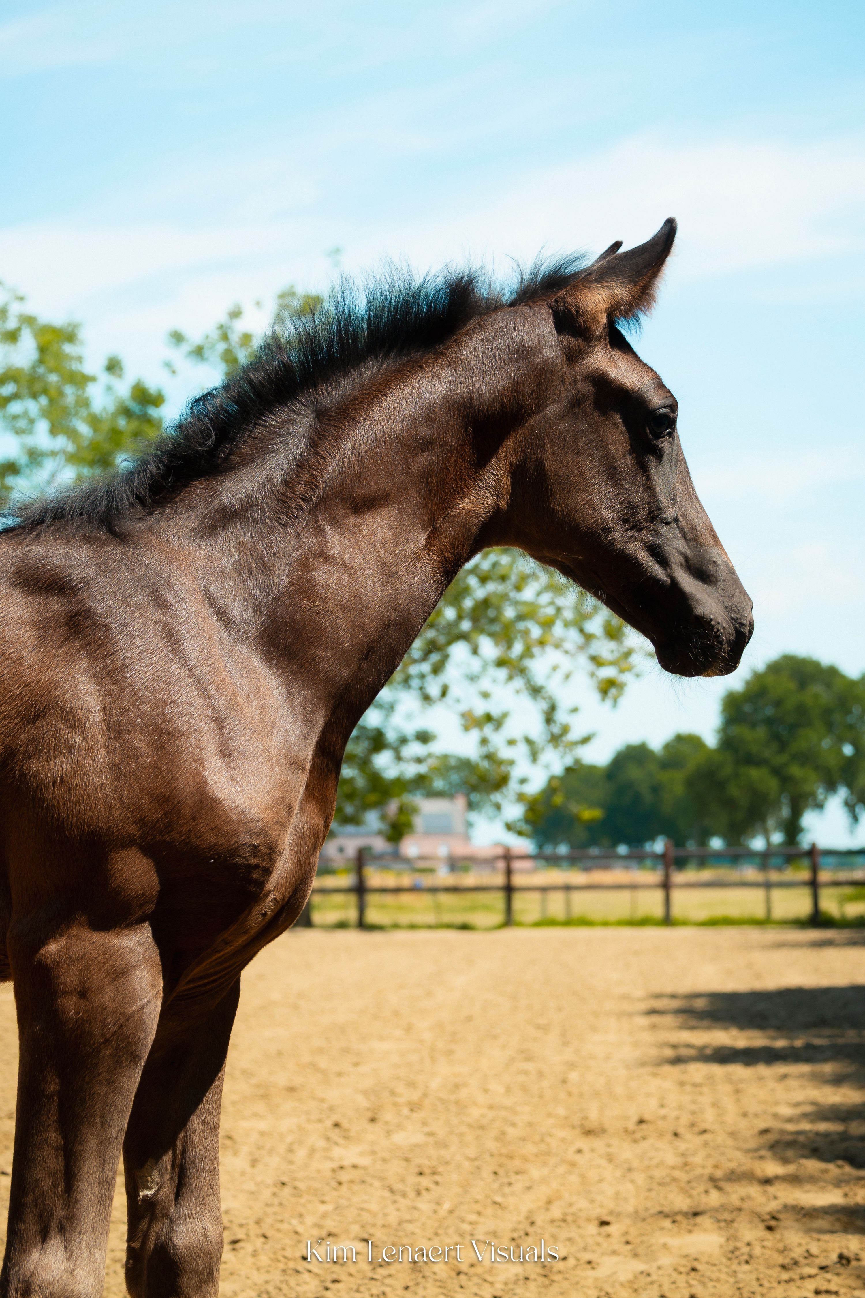 bwp dressuurpaard merrie 0 ans donkerbruin à vendre - Photo 3